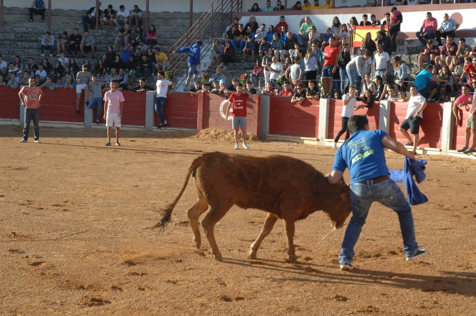 Susto en el último encierro de Villarino con un herido por asta de toro