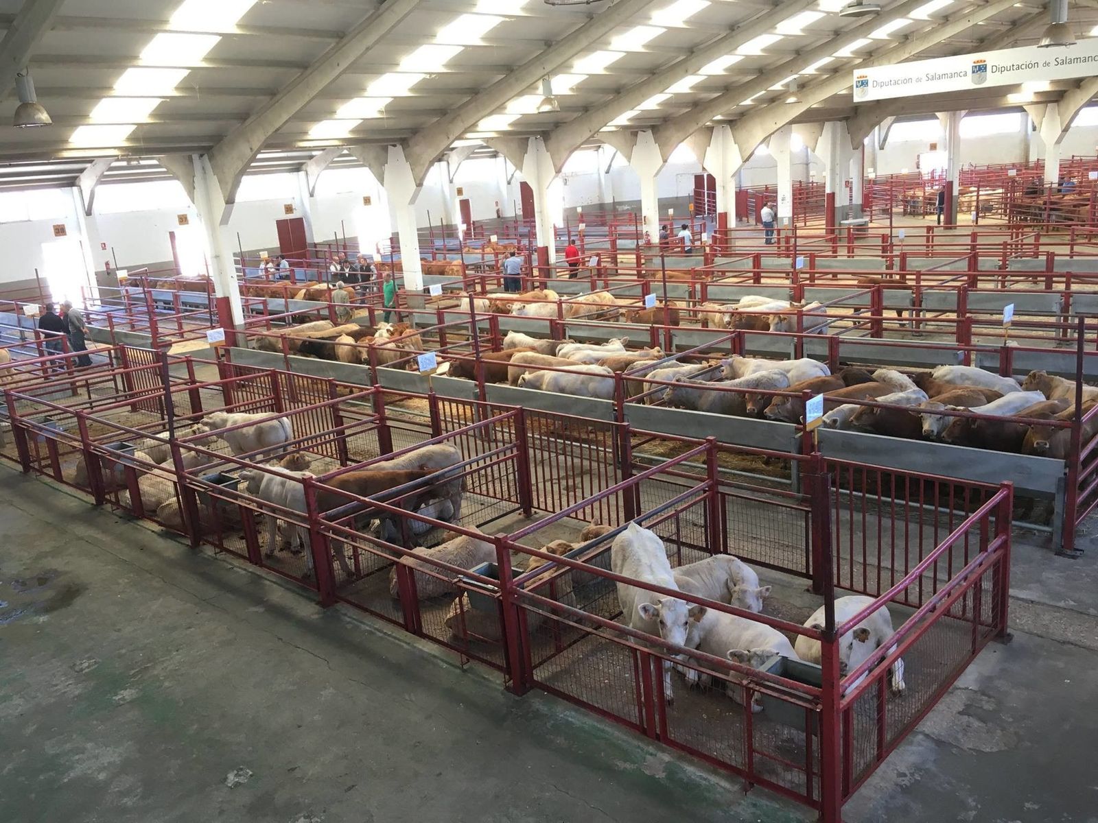 El ganado vacuno tiñe la lonja de verde