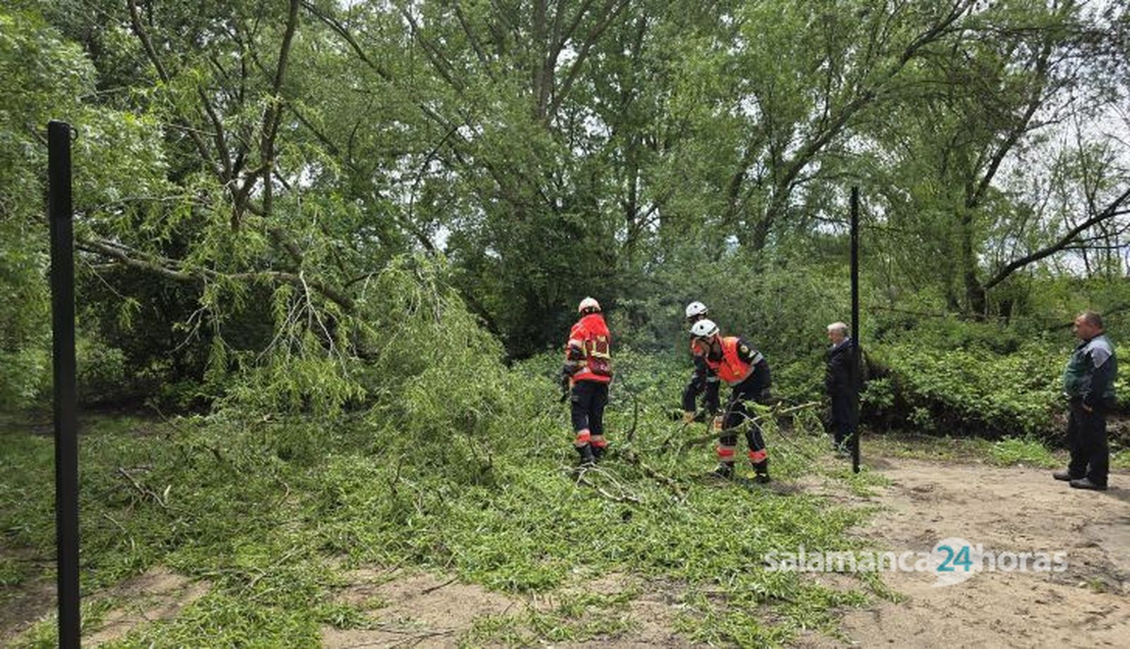 Cae un árbol de granes dimensiones en la ribera de La Aldehuela junto a la zona de chiringuitos. Fotos Andrea M. (2)