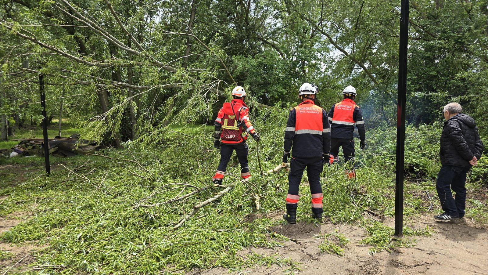cae-un-arbol-de-granes-dimensiones-en-la-ribera-del-aldehuela-junto-a-la-zona-de-chiringuitos-fotos-andrea-m-1