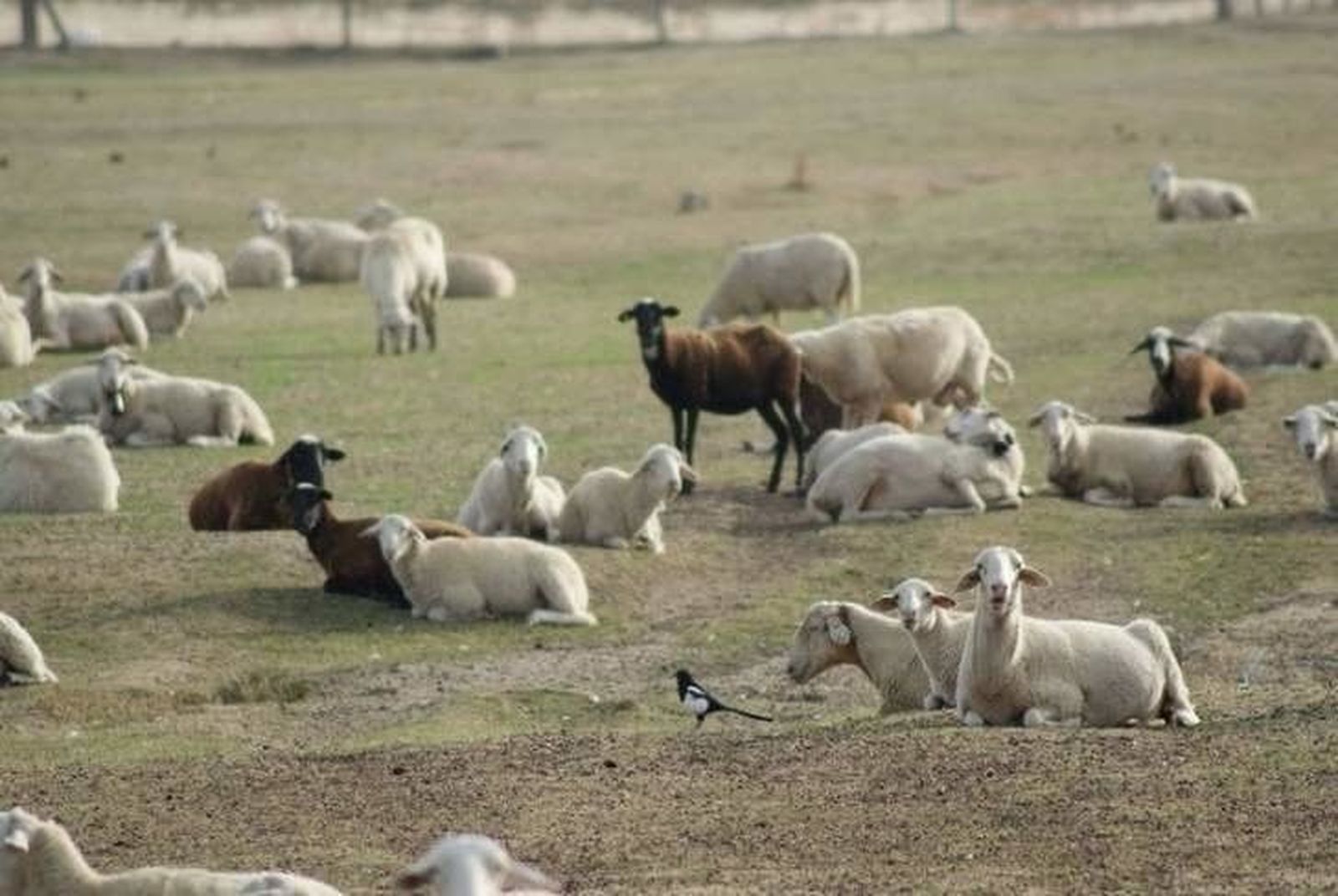 Salamanca, anfitriona del debate sobre el futuro tecnológico y sanitario del ovino-caprino español