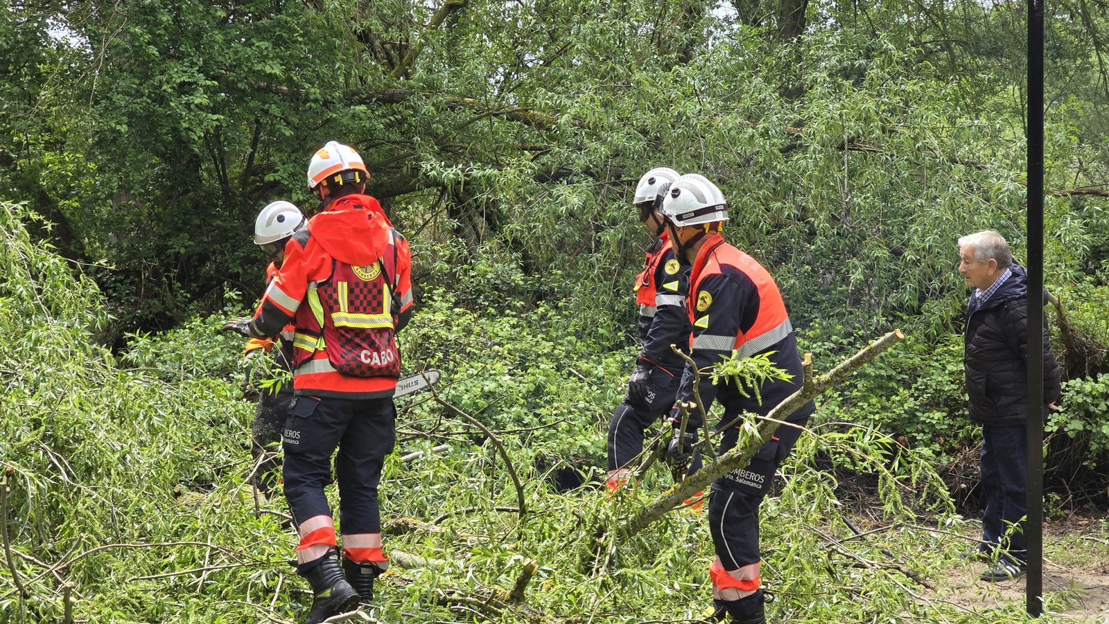 cae-un-arbol-de-granes-dimensiones-en-la-ribera-del-aldehuela-junto-a-la-zona-de-chiringuitos-fotos-andrea-m-3