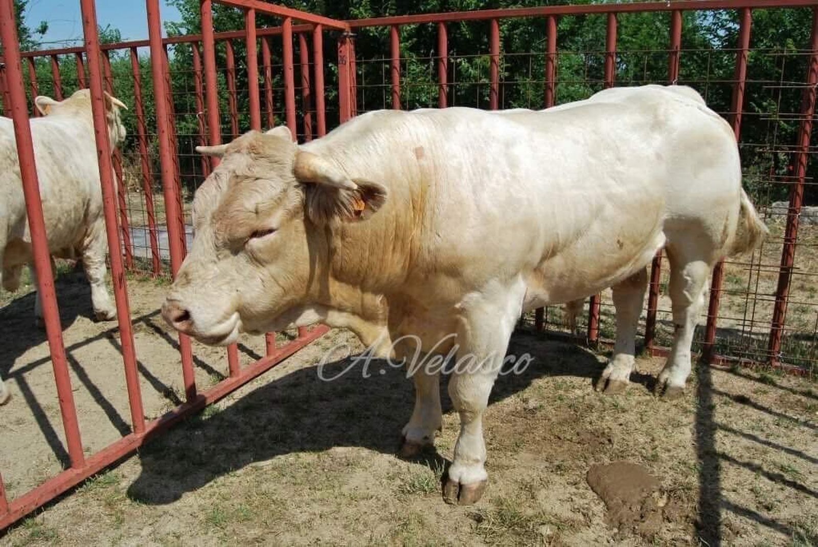 La Feria Ganadera de Ledesma vuelve a rayar a gran altura