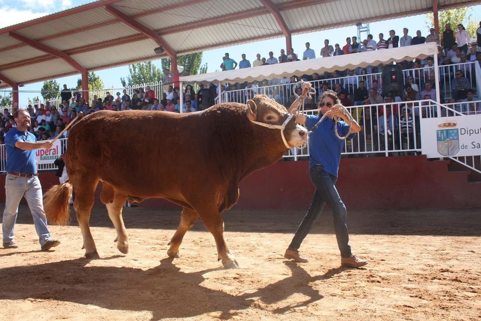 Dos sementales de raza Limusín reinan contra pronóstico en la subasta nacional de ganado puro
