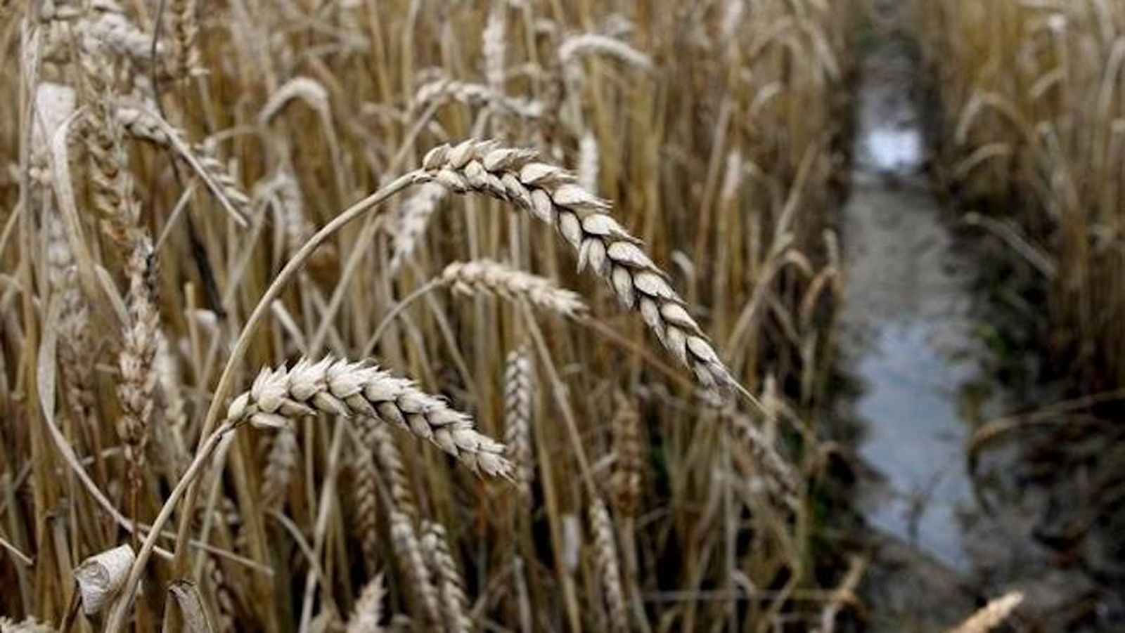 Agricultura y Ganadería firma un convenio con Agroseguro para anticipar la ayuda y abonarla al suscribir la póliza del seguro