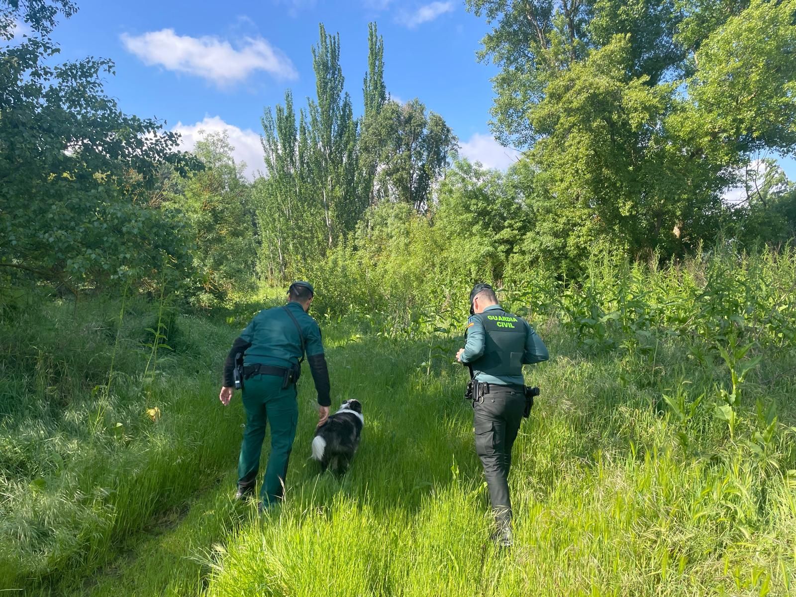 Dispositivo de búsqueda en Toro 