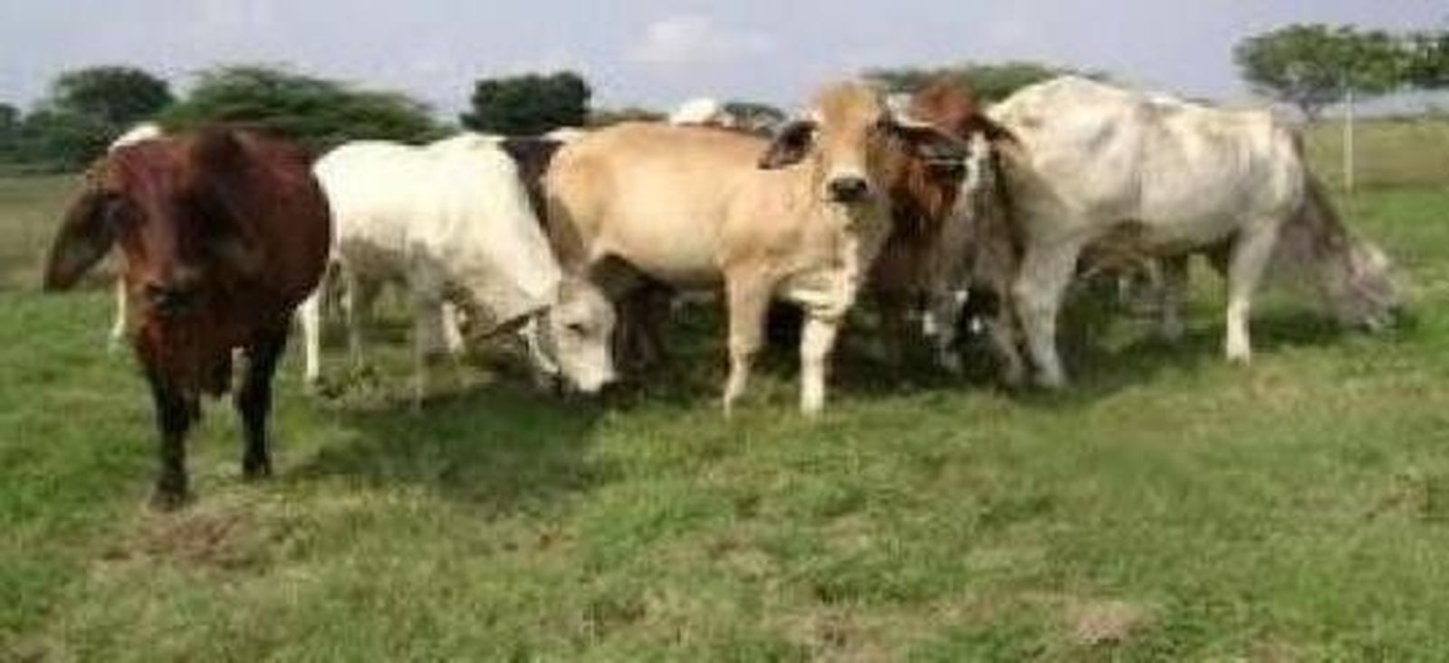 Los ganaderos de la zona de Endrinal se muestran preocupados por los casos de tuberculosis