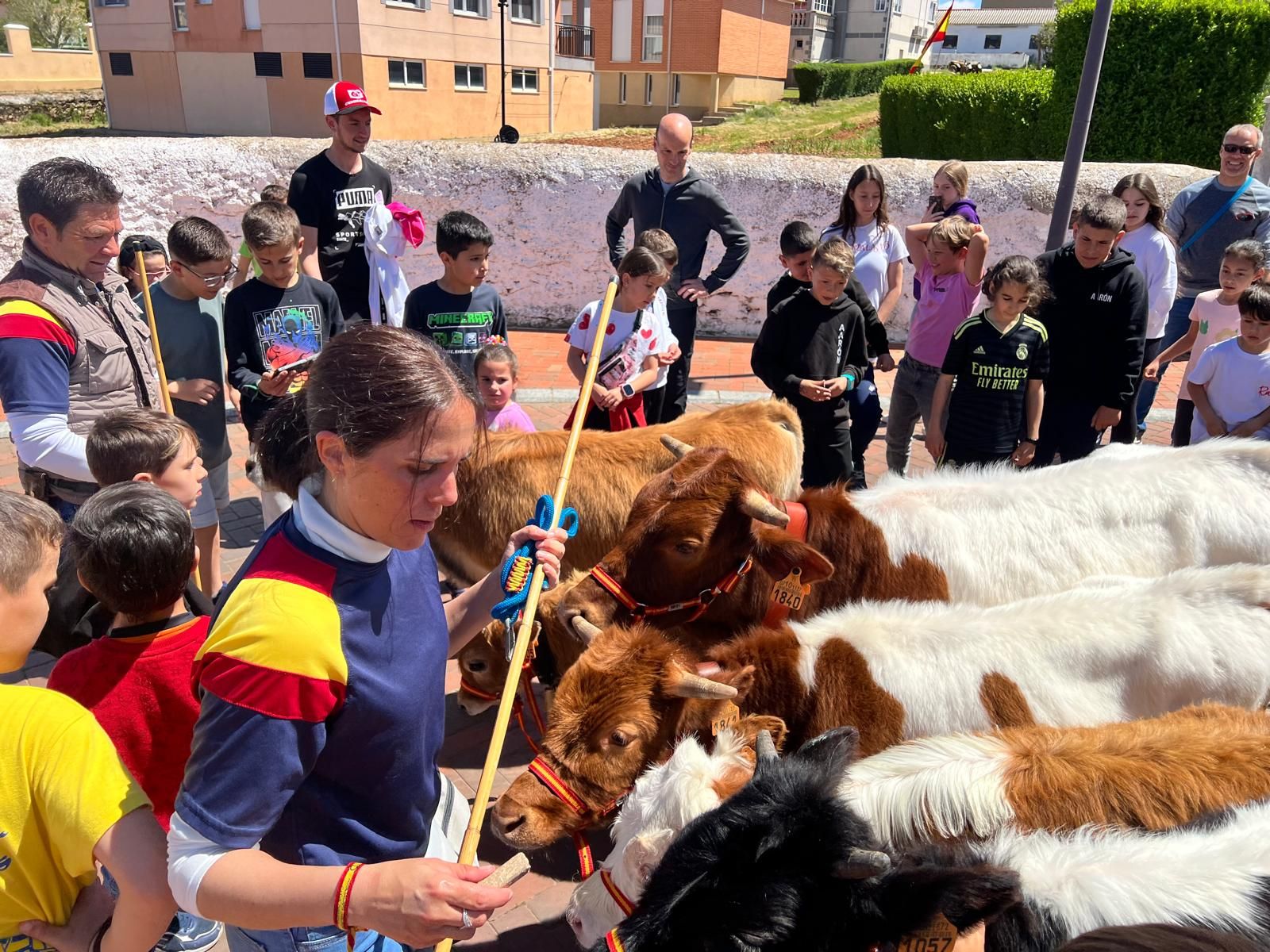 Mini bueyes en las fiestas de Doñinos 2025