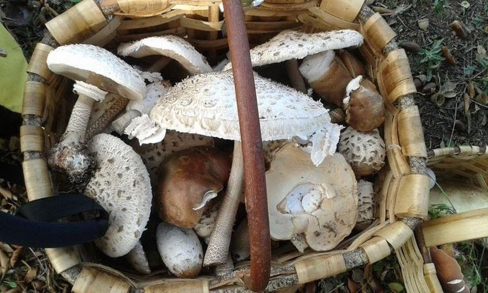 Se acerca la duodécima edición de las Jornadas Micológicas de Aldeadávila de la Ribera