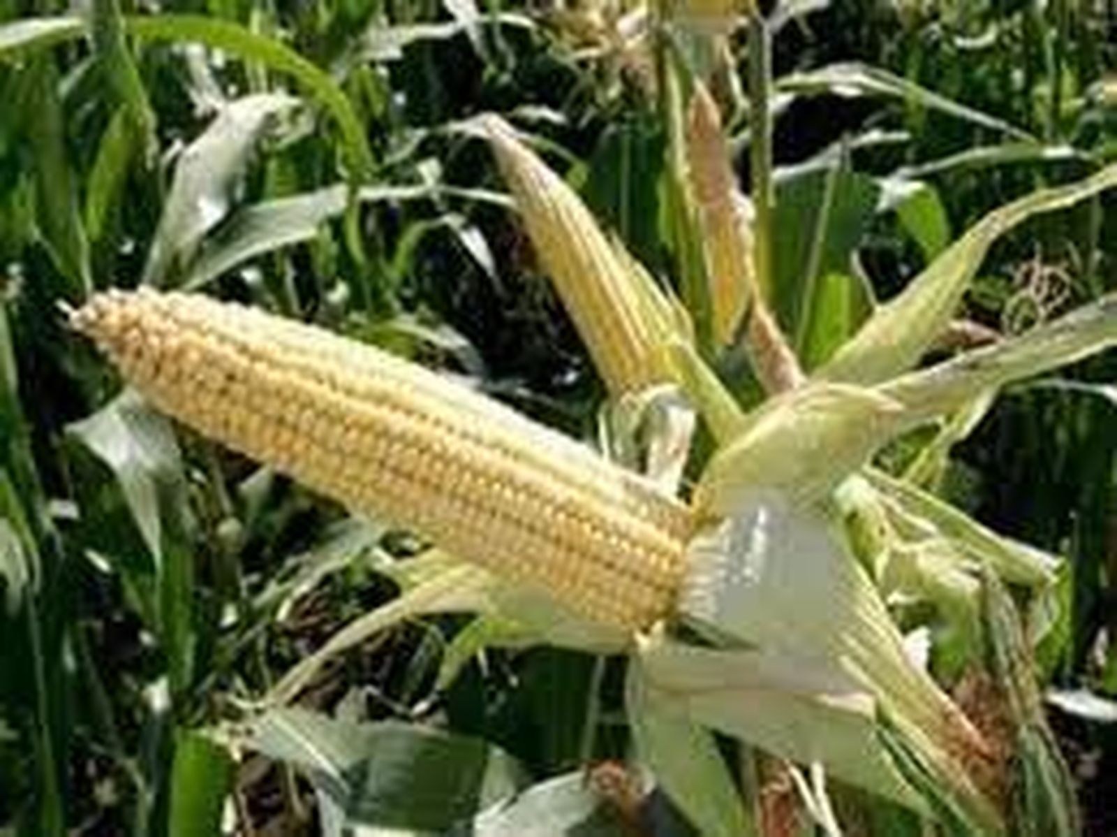 Primera salida del maíz a 172 euros la tonelada en la lonja