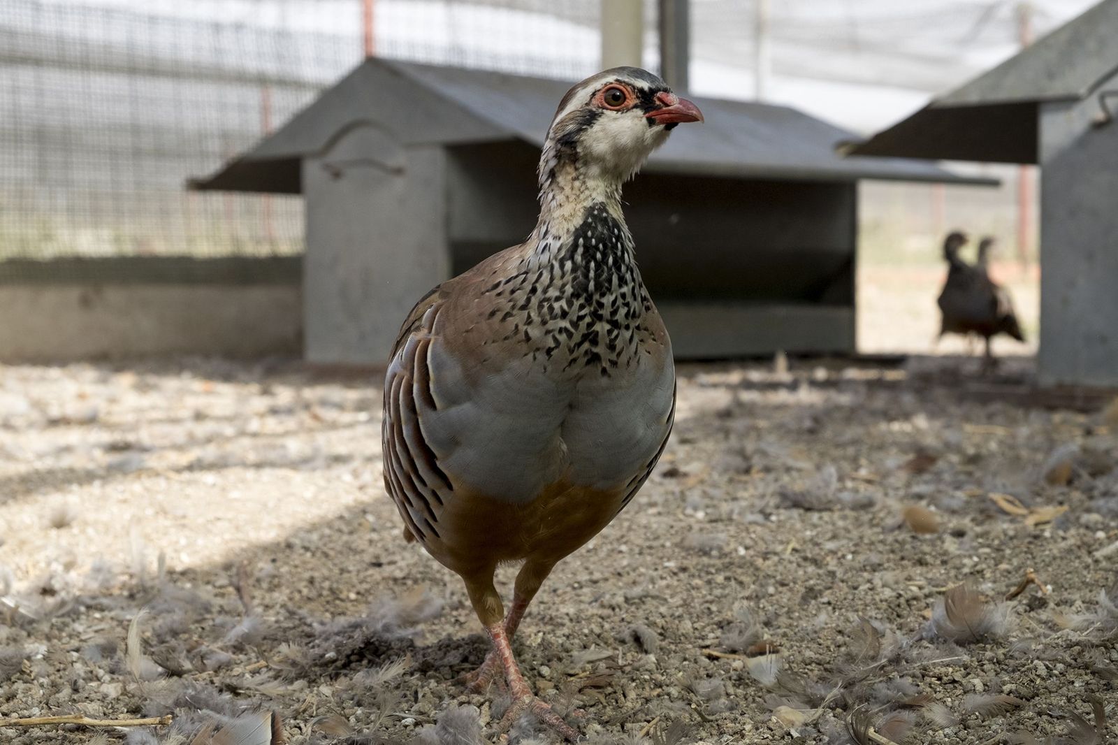 Perdiz roja. Foto ICAL