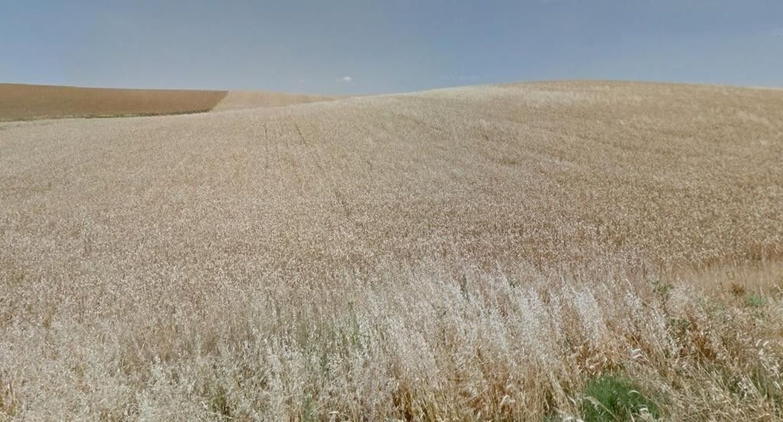 Pastos. Foto de archivo