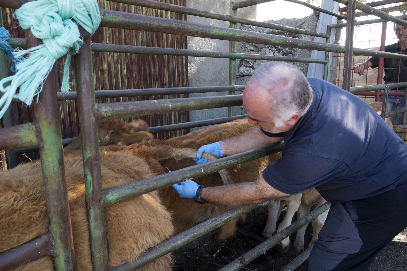 Un veterinario inyecta medicamentos a una vaca infectada de Ehe en una finca de la comarca de ledesma. Foto Jesús Formigo ICAL (10)