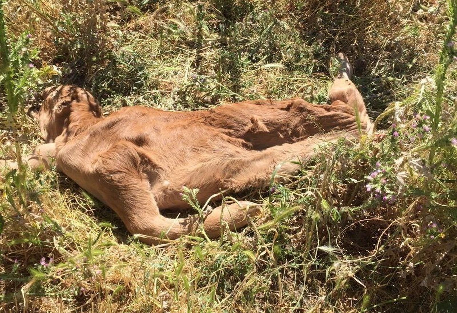 UPA Salamanca denuncia el retraso en el servicio de retirada de cadáveres 