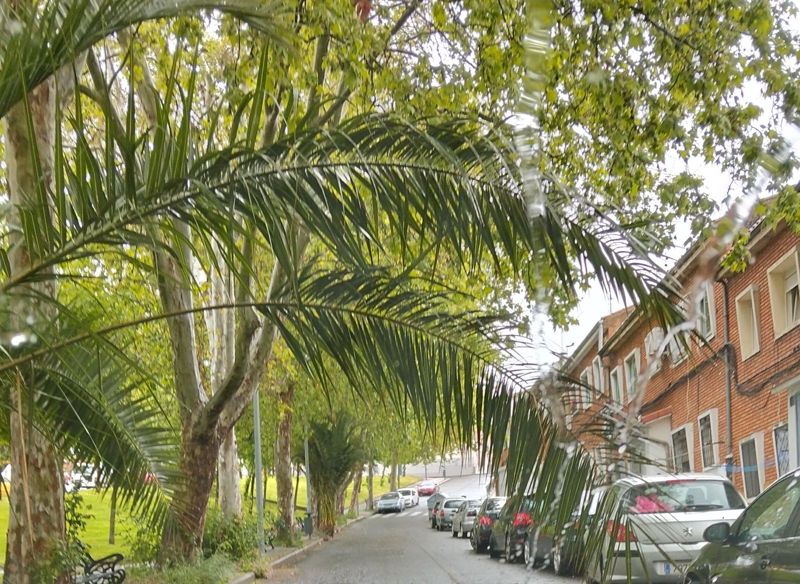Vecinos de la calle El Castañar reclaman la poda urgente de árboles por riesgo para peatones y conductores