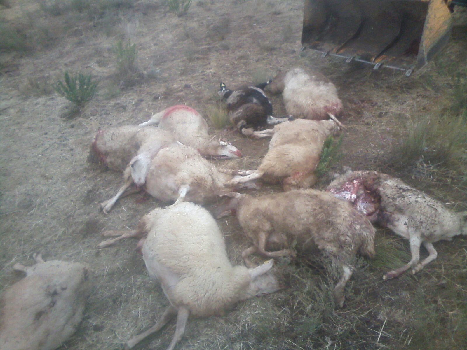 El lobo deja 11 ovejas muertas y 5 heridas de gravedad tras un nuevo ataque en Ahigal de los Aceiteros