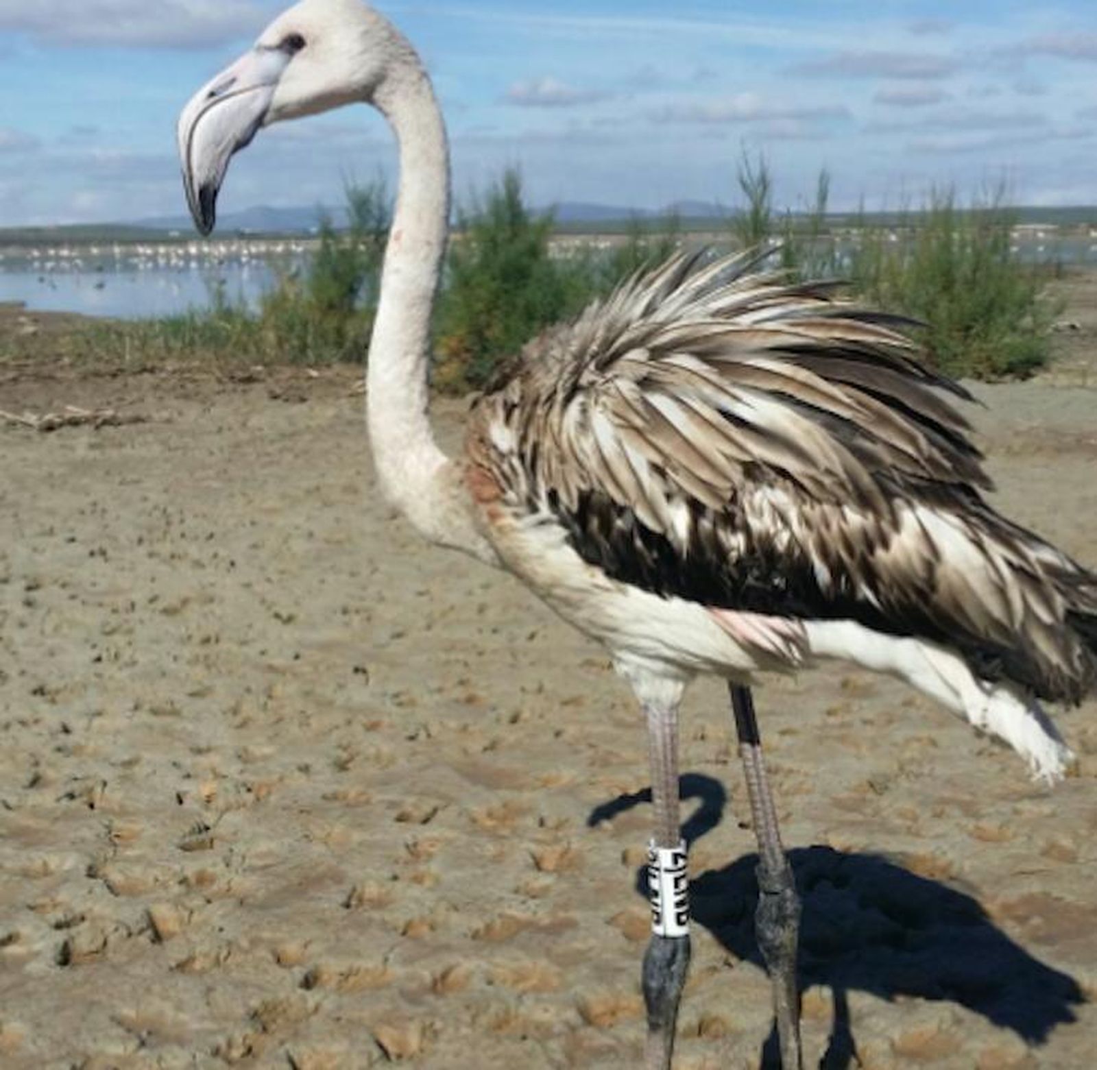 Hallan en el azud de Riolobos un flamenco rosa
