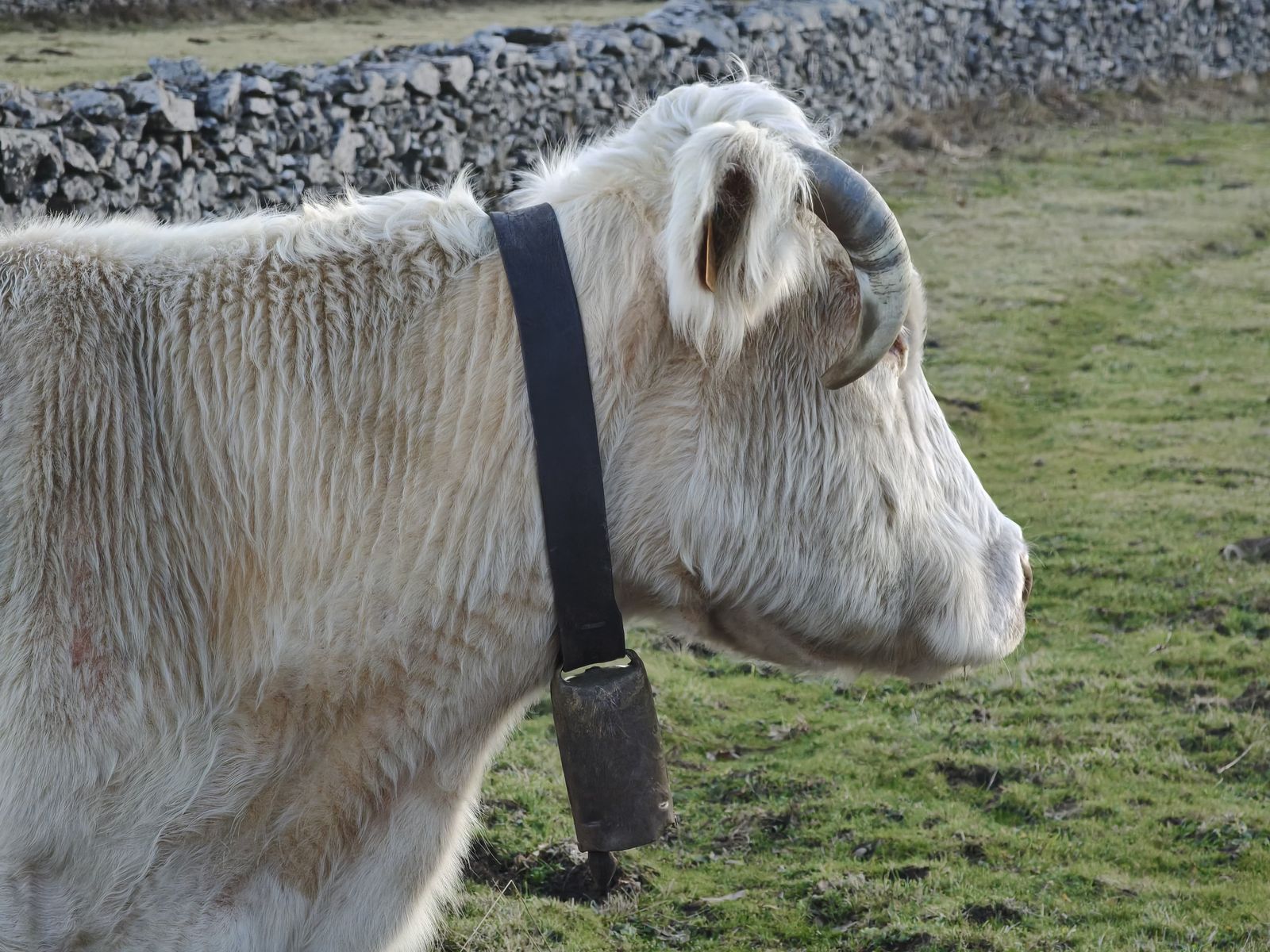 Vacas en el campo. Archivo. S24H