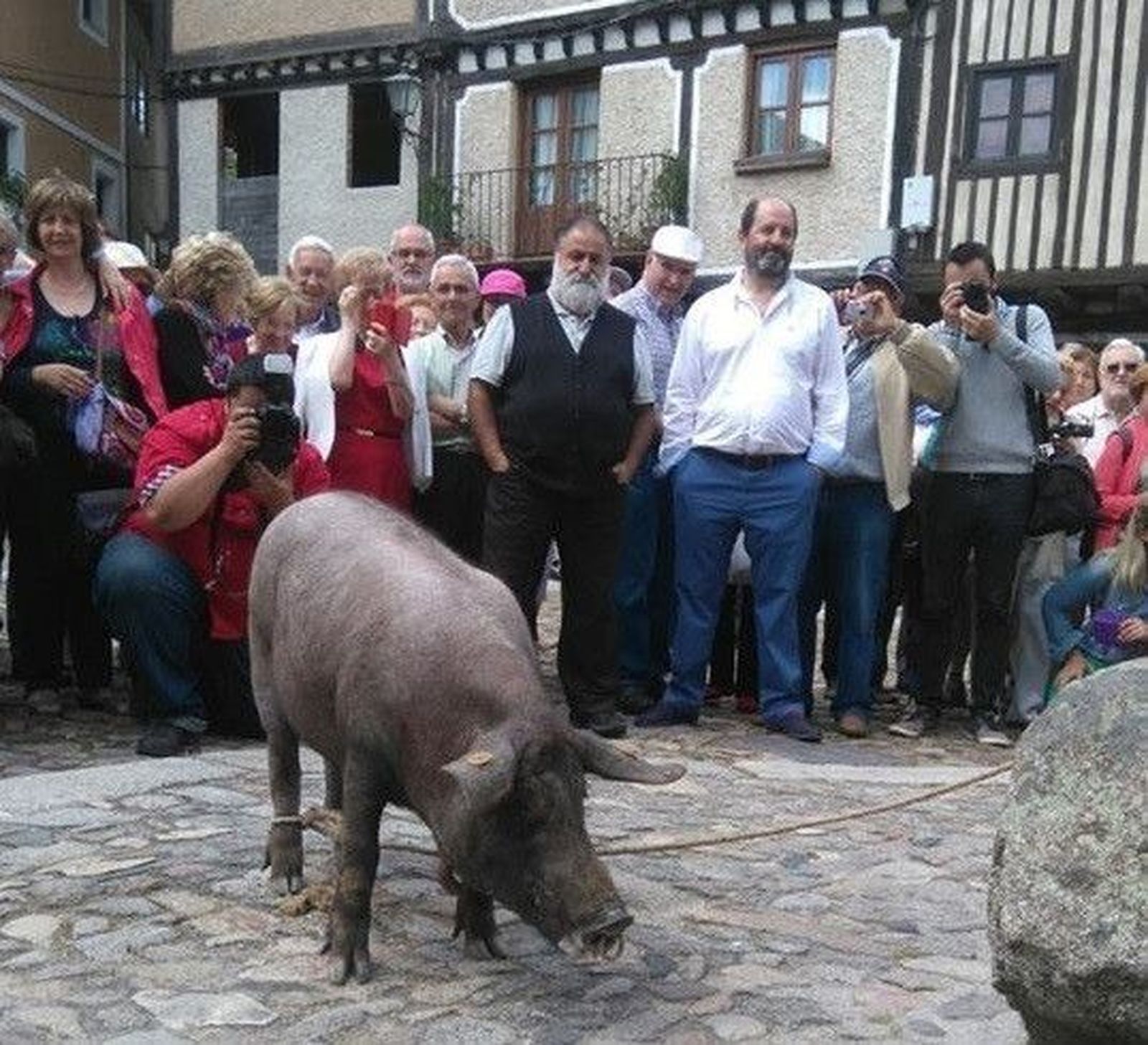 El marrano recorre ya las calles albercanas
