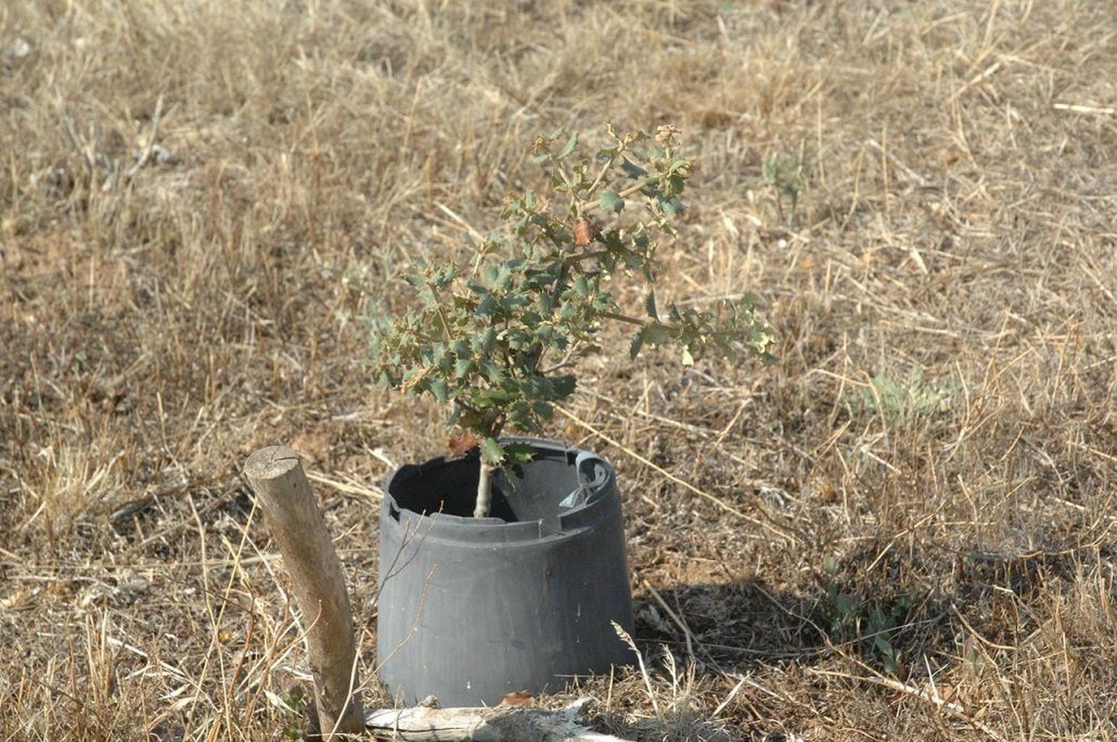 Más de la mitad de las encinas plantadas por escolares el pasado año ‘sobrevive’ en la dehesa