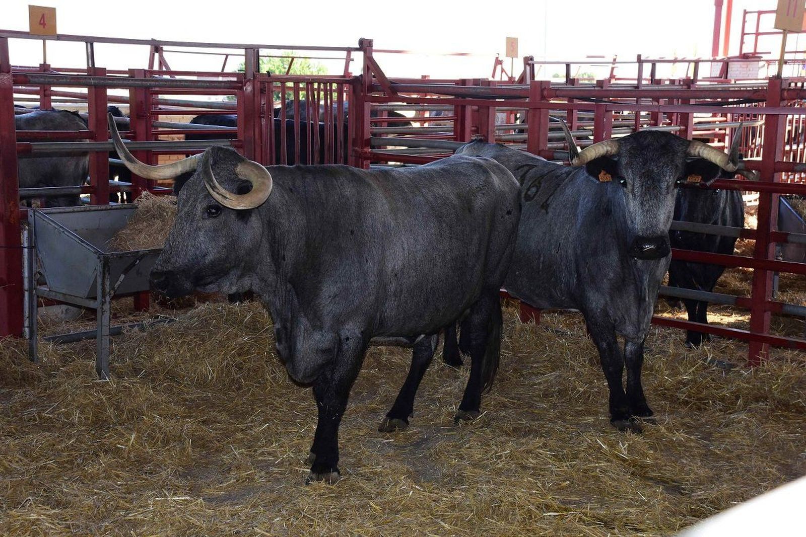 Resultados del XXXIV concurso Nacional de Ganado Vacuno de Raza Morucha Selecta