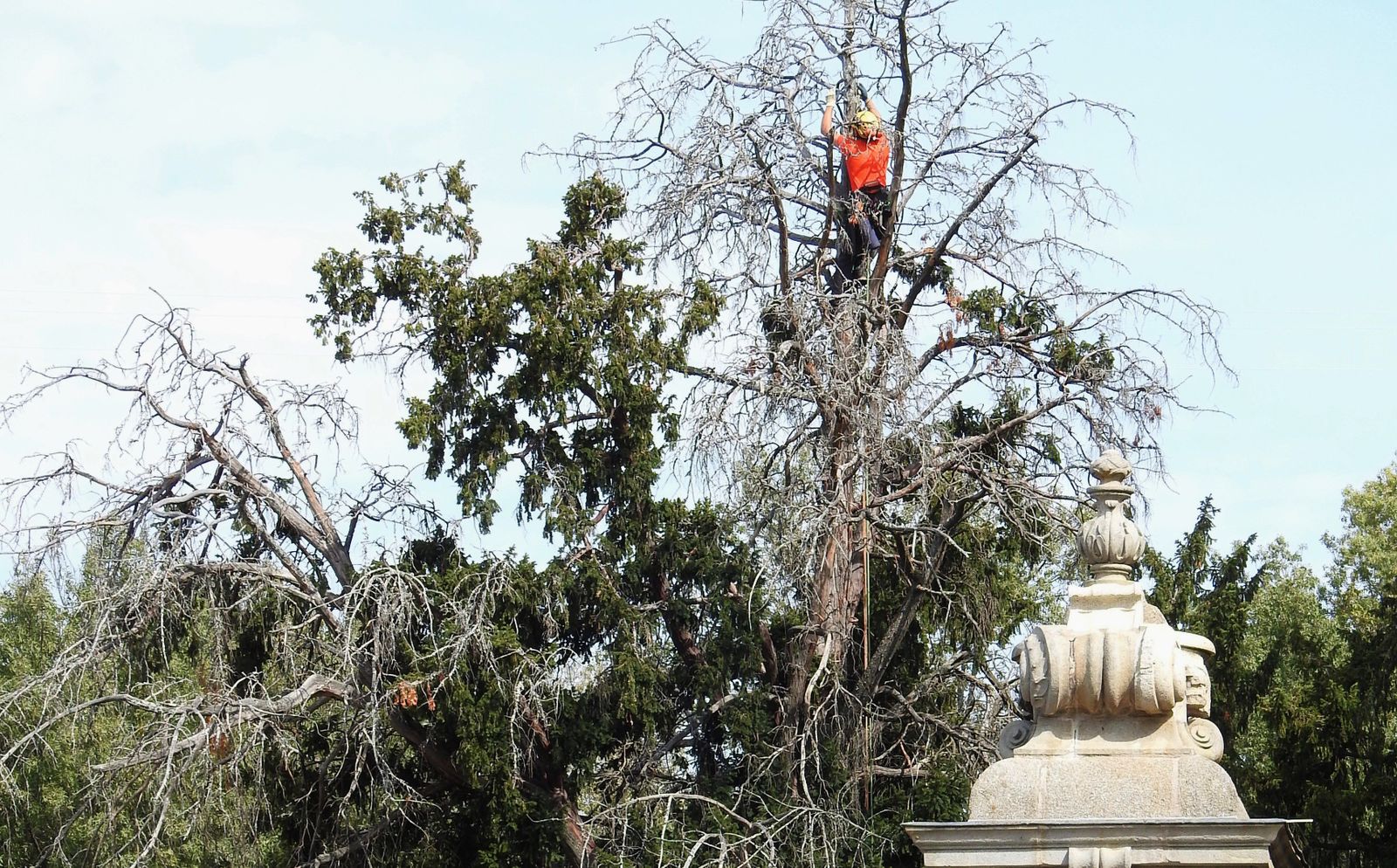 La Plataforma de Defensa de El Bosque valora positivamente los trabajos de jardinería realizados por la Junta