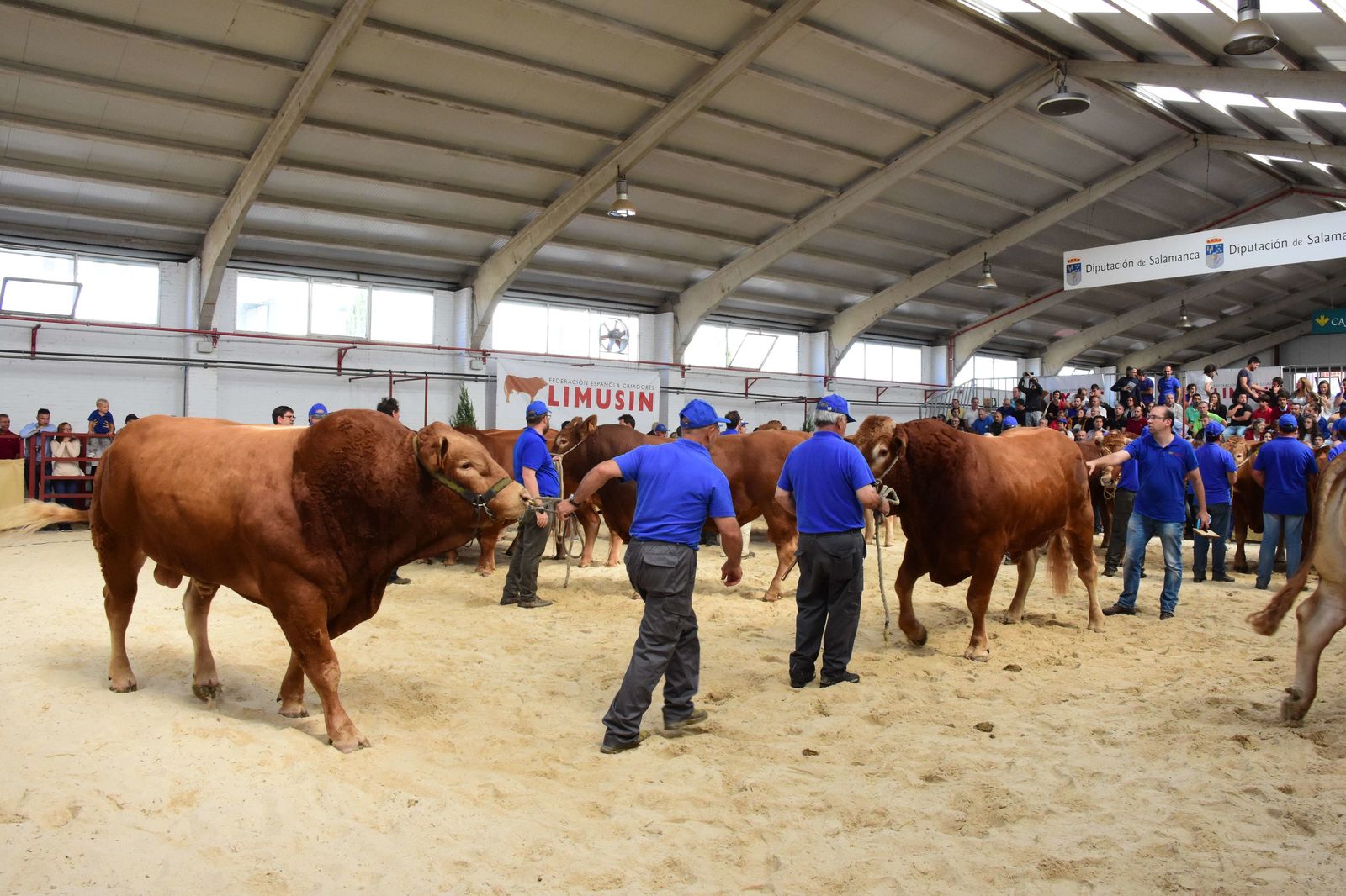Resultados del XXVI Concurso Nacional de Raza Limusina. Machos