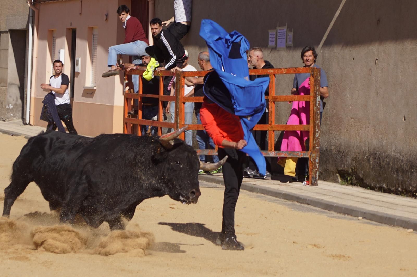 Villoria da rienda suelta a la tradición con el Toro del Voto