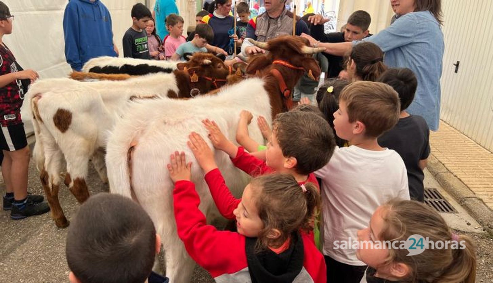Mini bueyes en las fiestas de Doñinos 2025