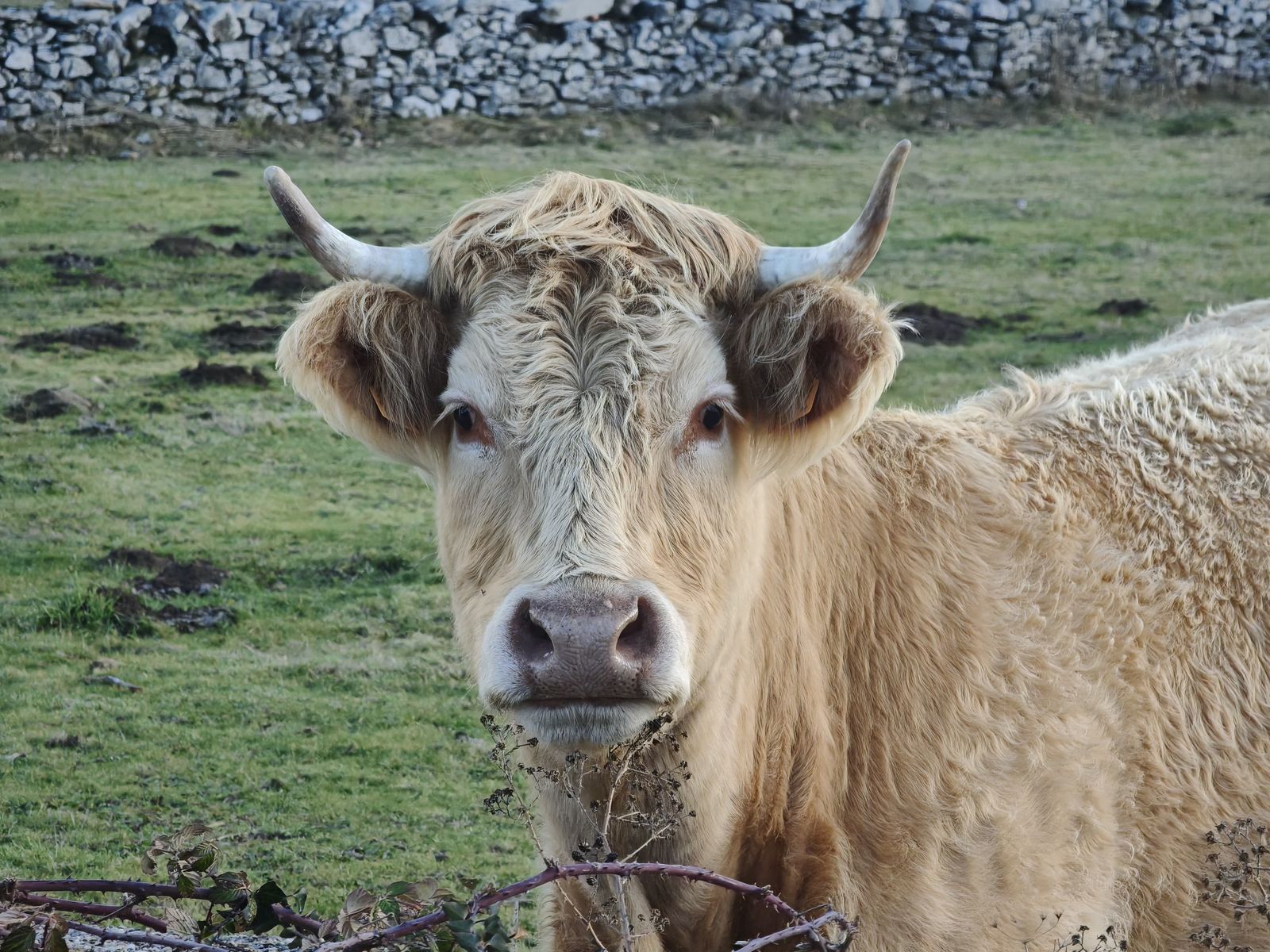 Vacas en el campo. Archivo. S24H
