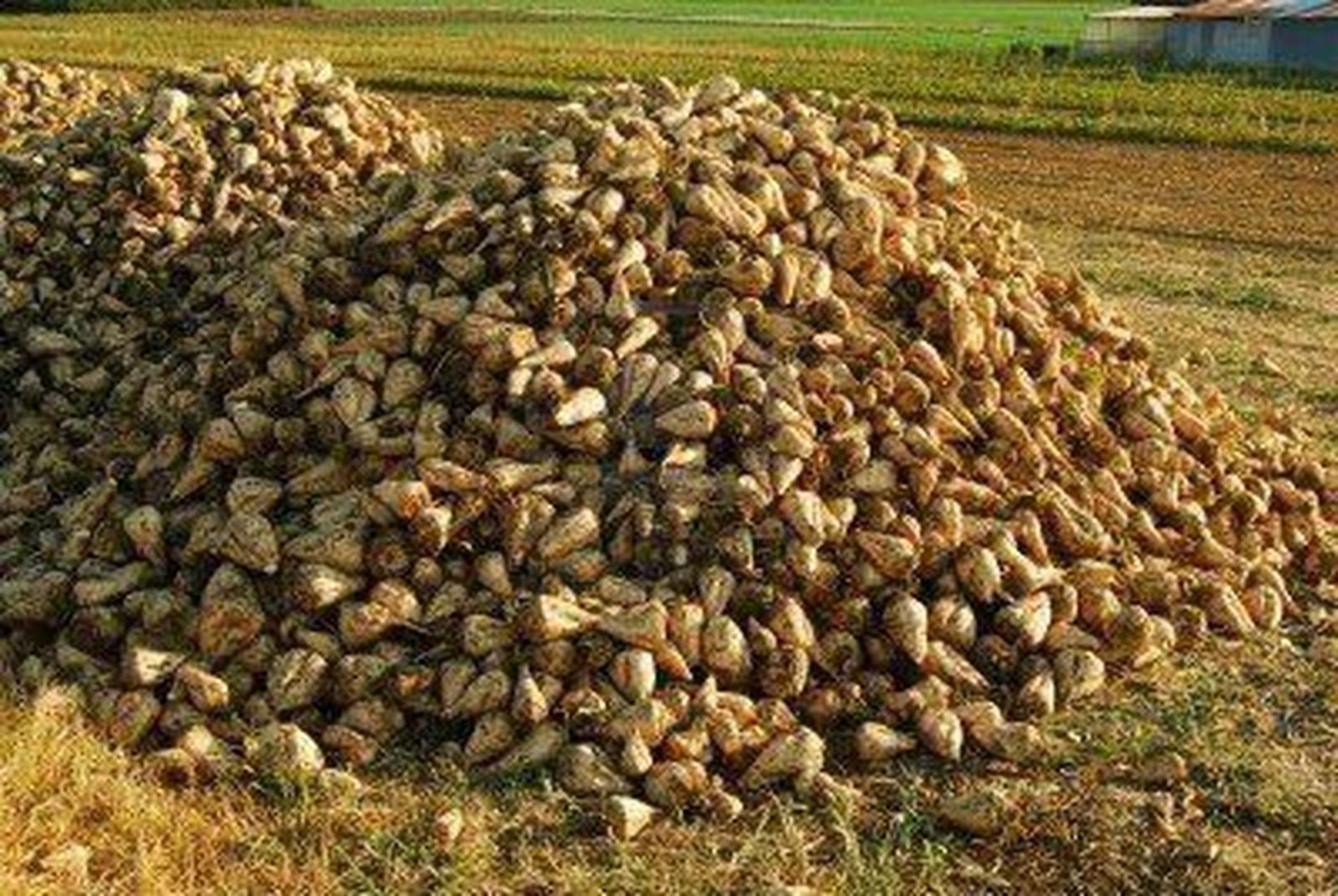 Herrera destaca que la superficie sembrada de remolacha ha crecido un 14 % en el primer año sin cuotas