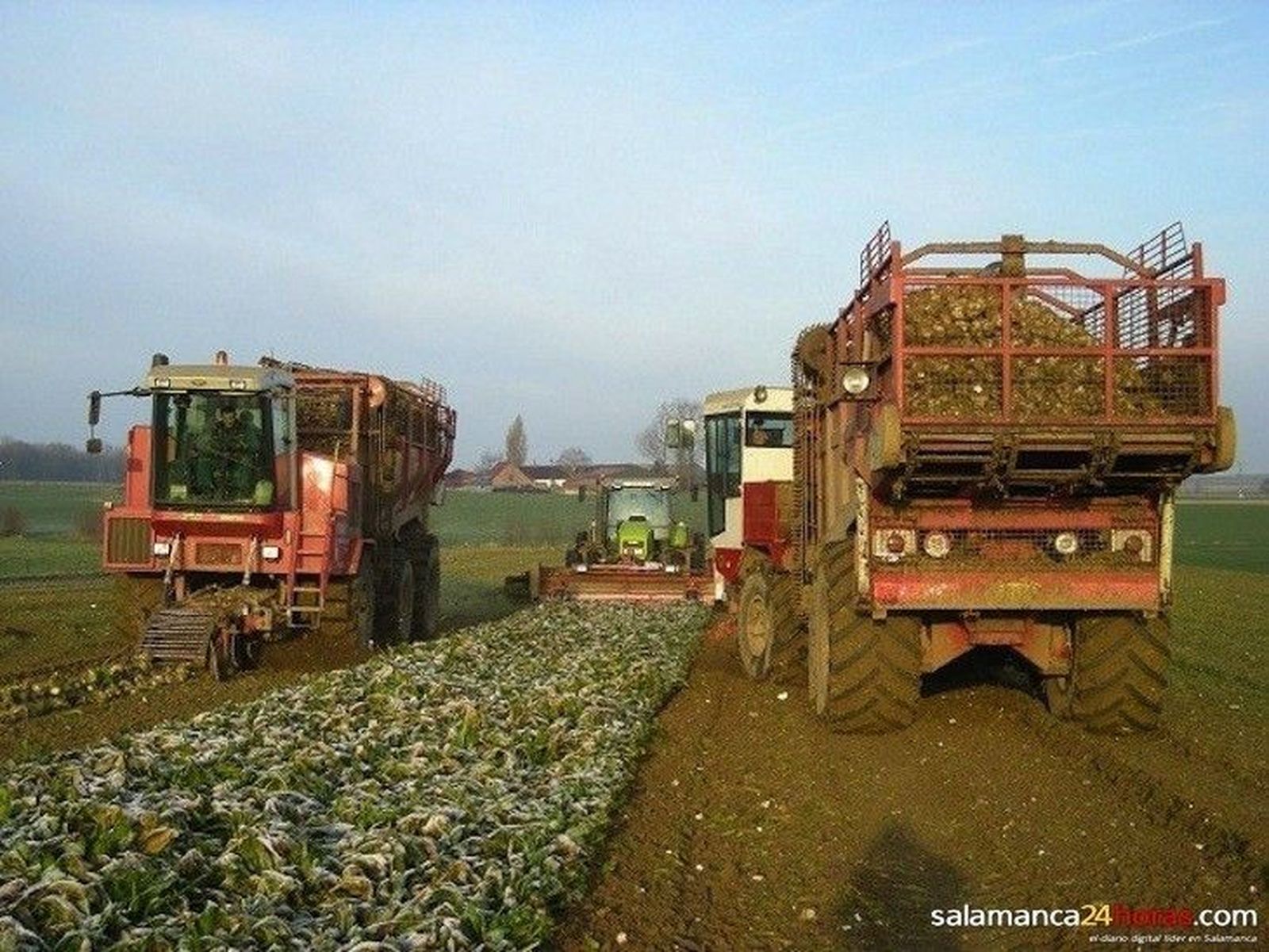 UPA-COAG se opone a las condiciones de Azucarera en la contratación de remolacha