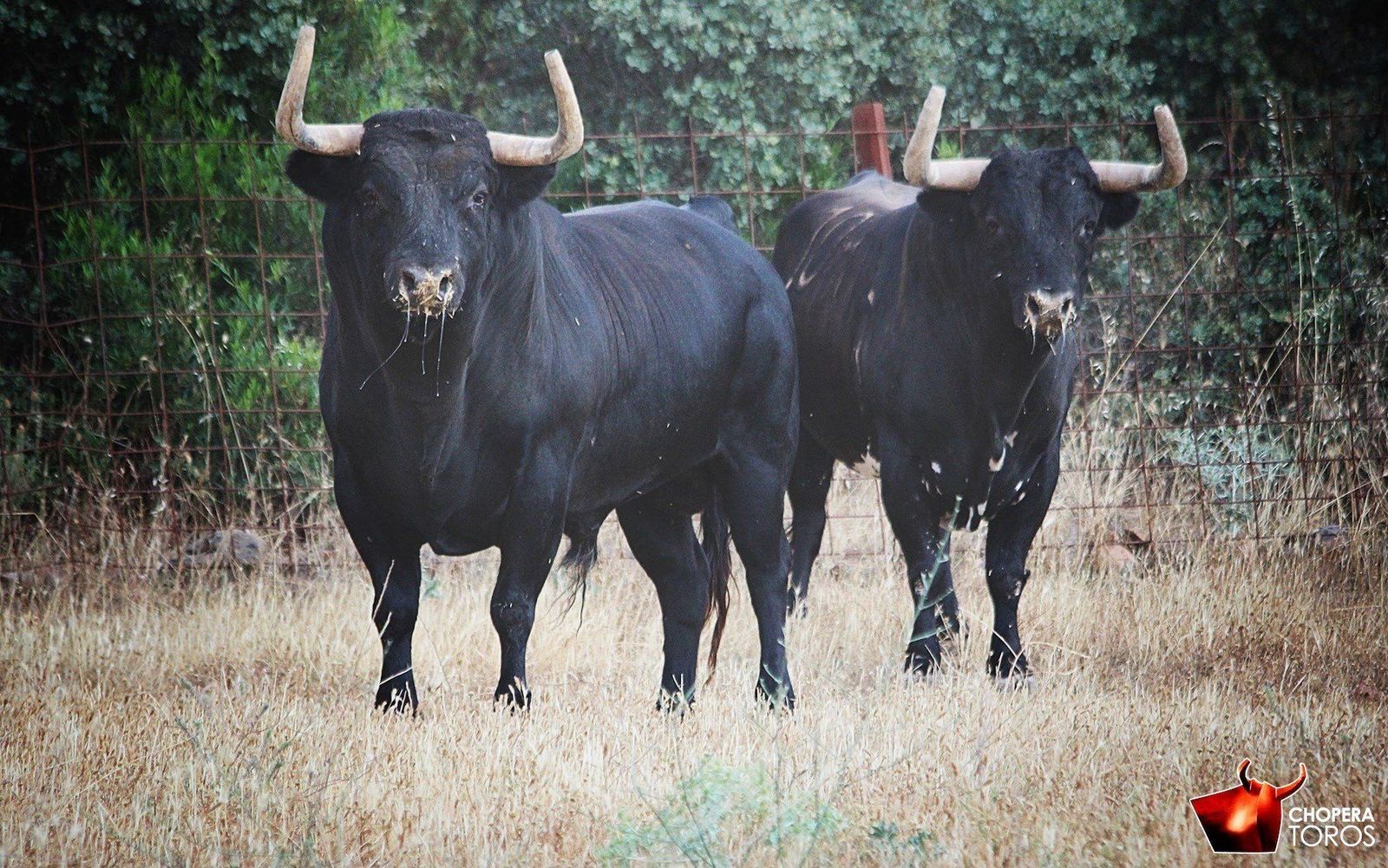 Seriedad en la corrida de Alcurrucén que estoqueará Juan del Álamo en Bilbao