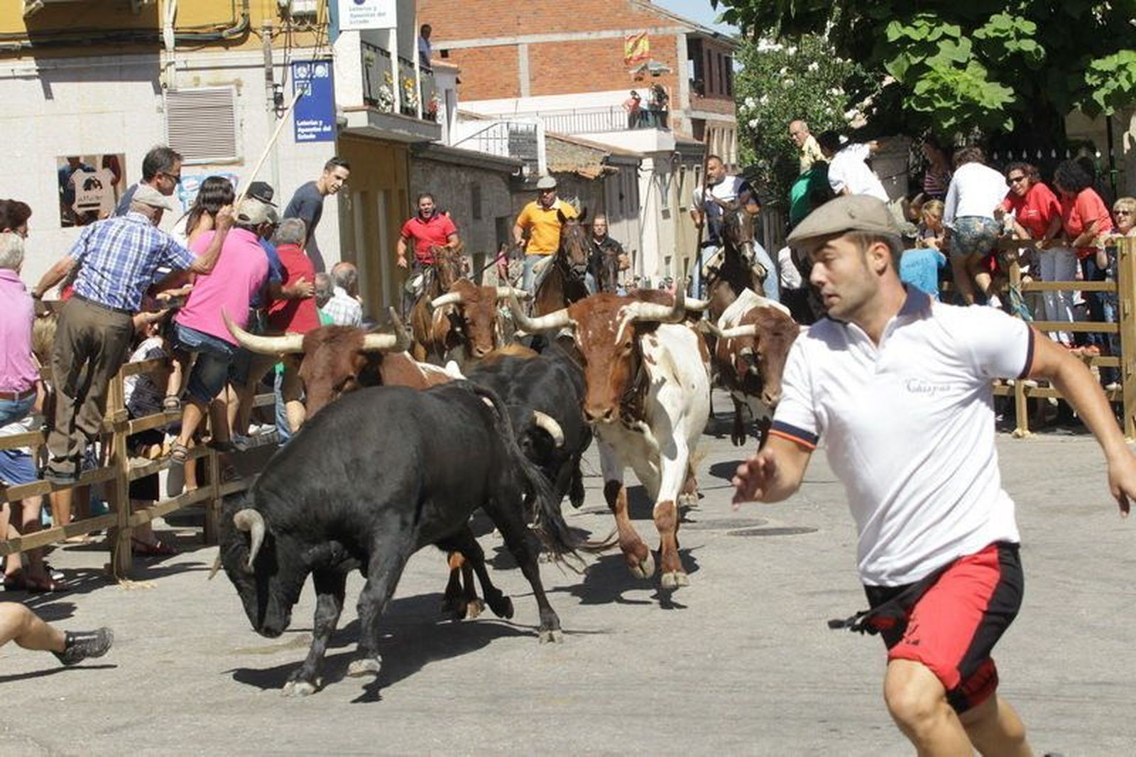 Las Fiestas de Lumbrales enfilan su recta final con un nuevo encierro a caballo