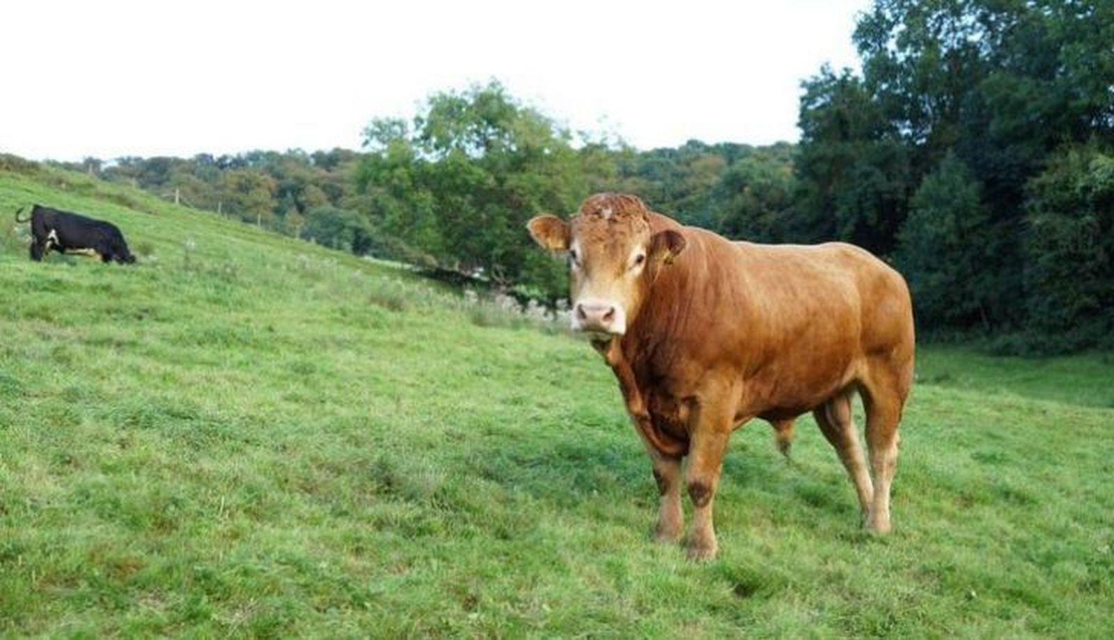 Vacas en un terreno pastando