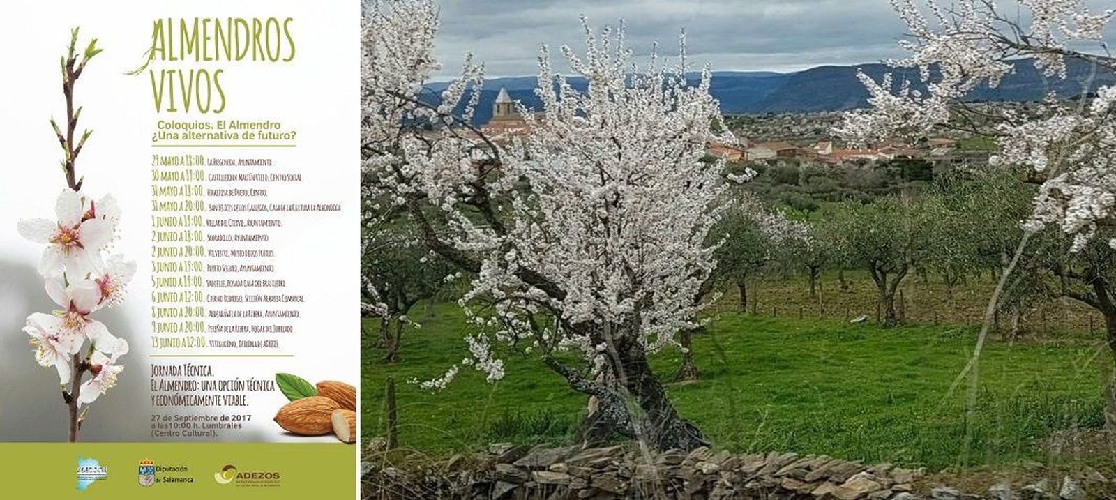 Adezos plantea una reflexión sobre el almendro en Lumbrales