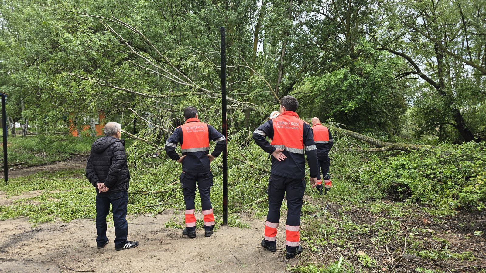 cae-un-arbol-de-granes-dimensiones-en-la-ribera-del-aldehuela-junto-a-la-zona-de-chiringuitos-fotos-andrea-m-5