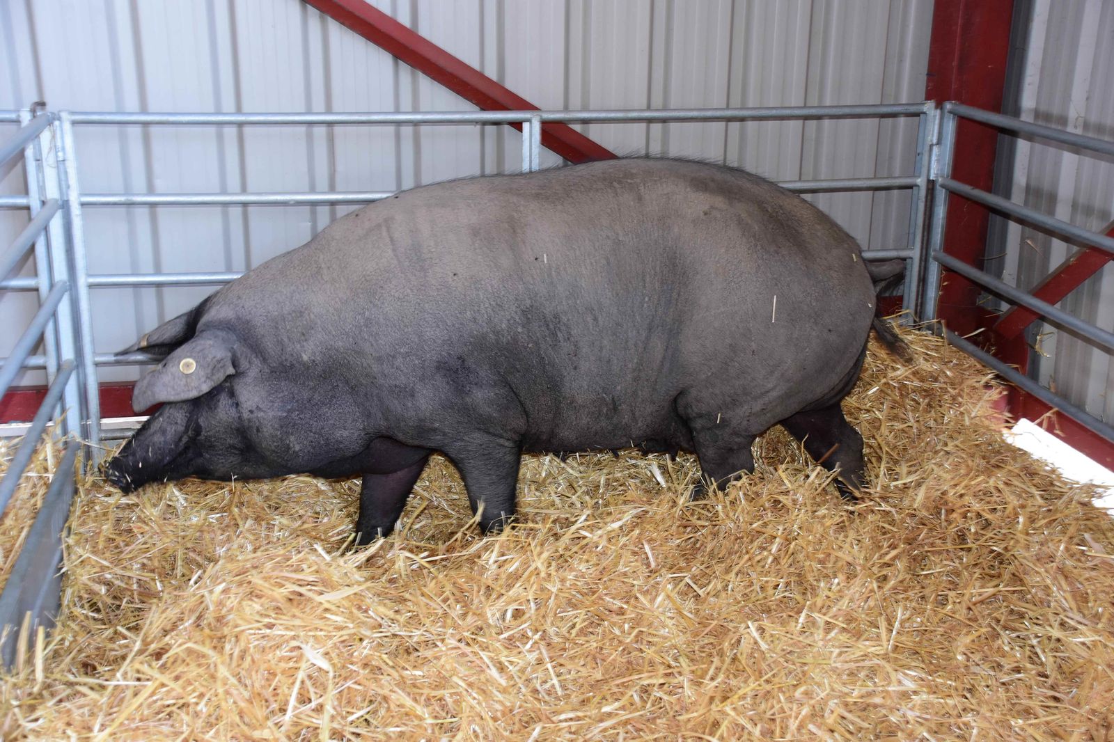 Resultados del sexto concurso morfológico interregional de ganado porcino ibérico selecto