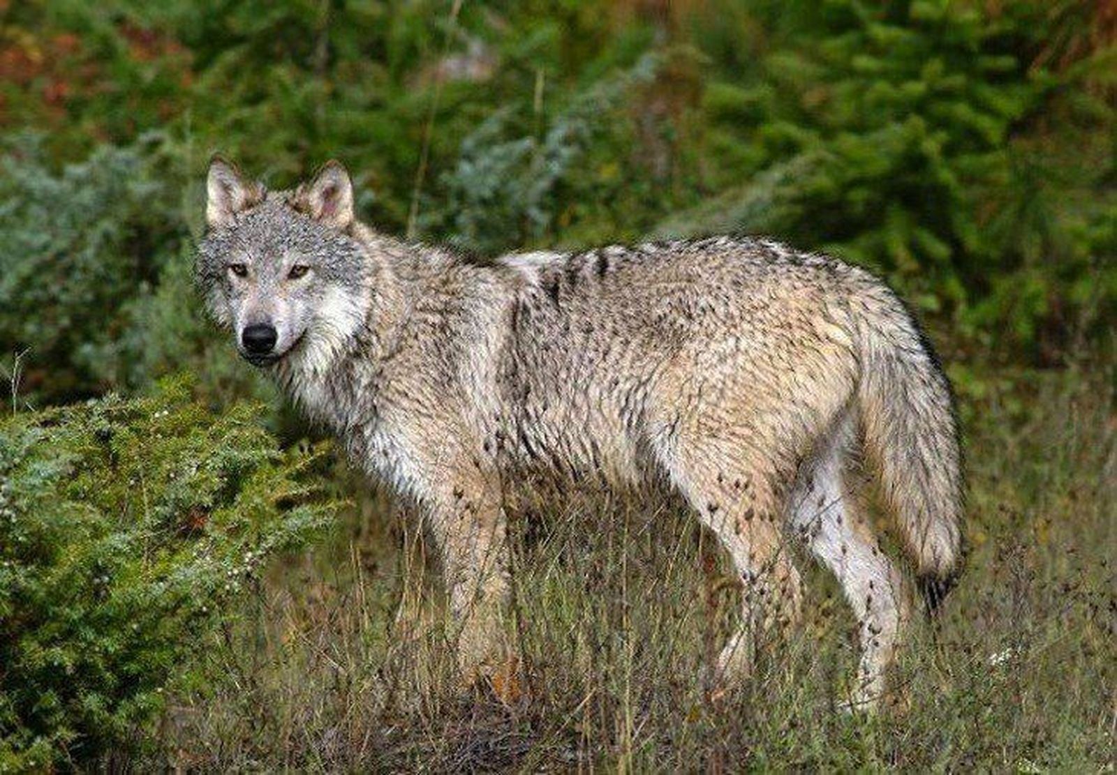 Ecologistas en Acción celebra un encuentro con ganaderos que conviven con lobos
