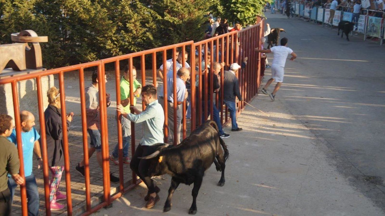 Concurrido y emocionante encierro en Macotera