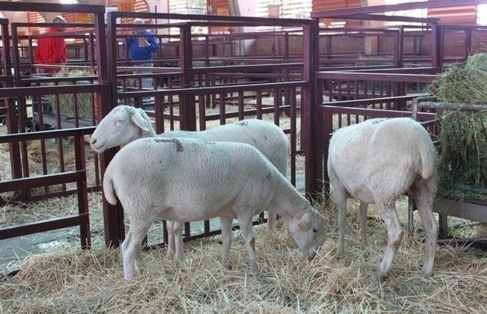 La mesa de despiece ibérico y la de ovino animan la Lonja