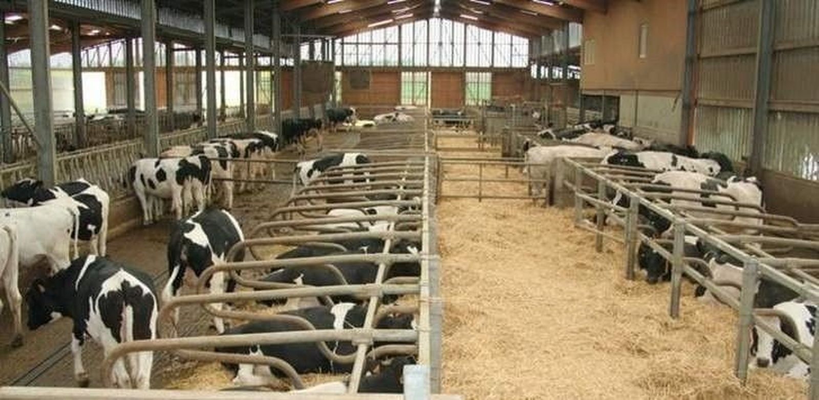 UCCL lamenta que el precio de la leche sigue estando por debajo de la media europea