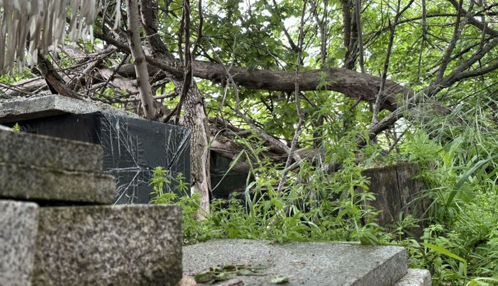 El Ayuntamiento de Villamayor aprueba un Plan de Gestión Ética de Colonias Felinas