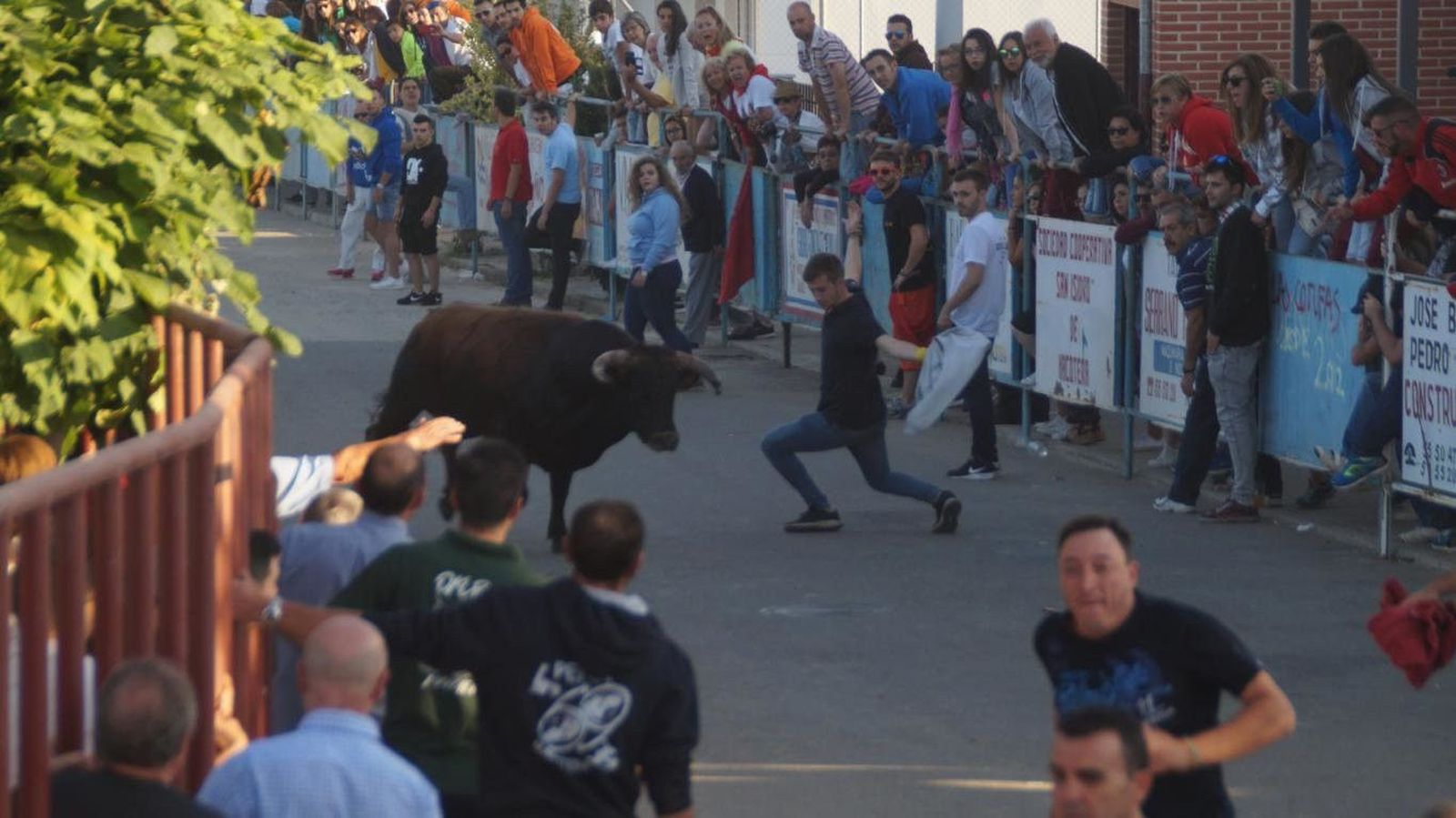 Macotera celebra el popular ‘dieciocho’ con un concurrido encierro taurino
