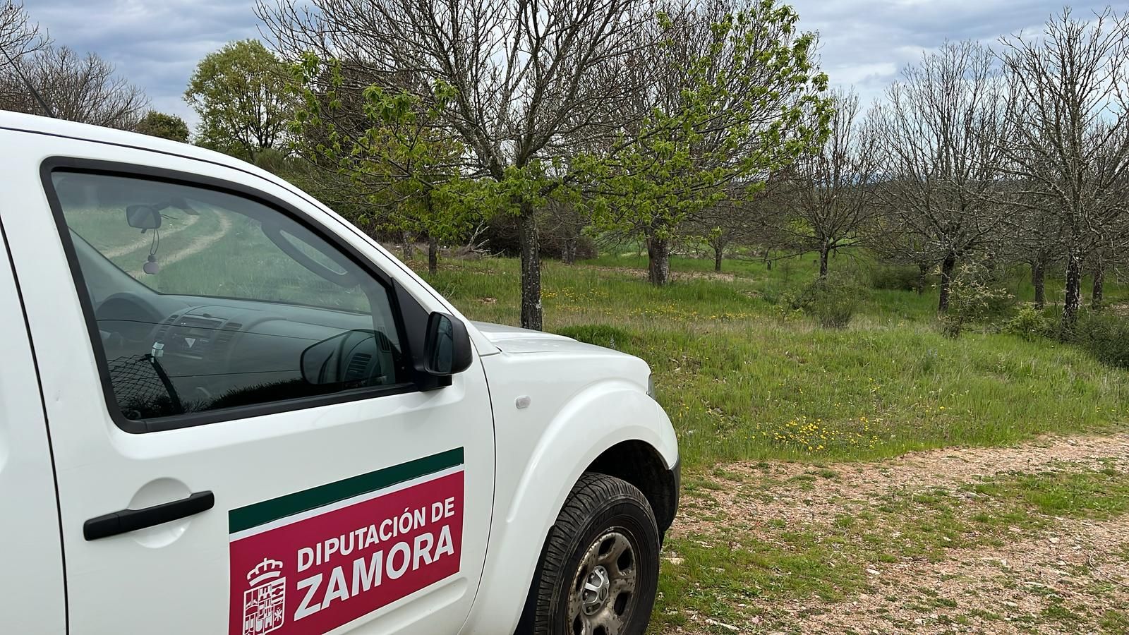 Lucha contra la avispilla del castaño