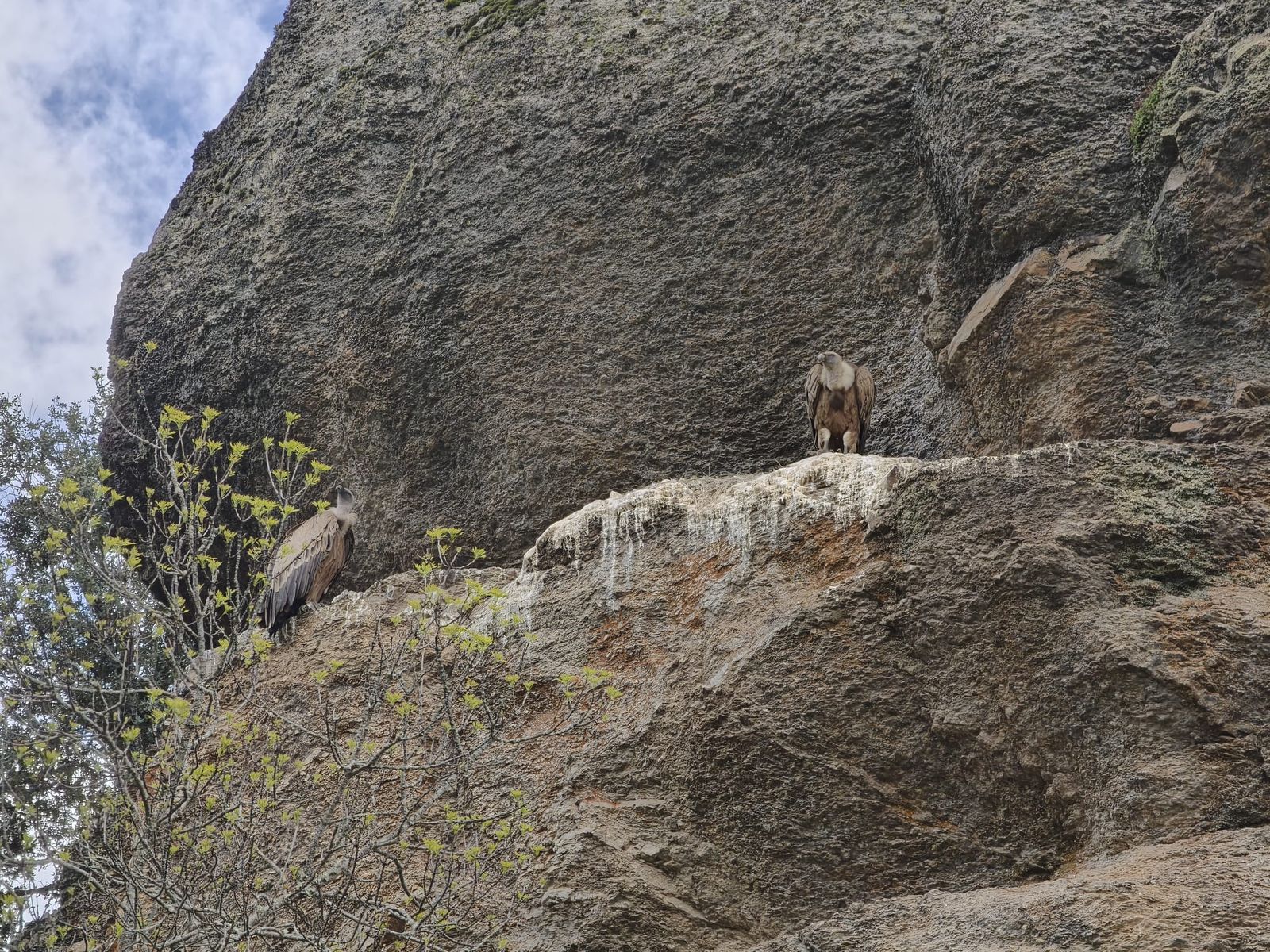 Buitres en una roca. Foto Anass Alvárez