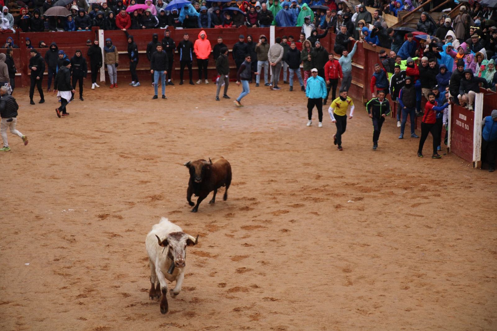 Encierro urbano lunes de Carnaval Ciudad Rodrigo 2025: encierro y ambiente. Fotos: S24H