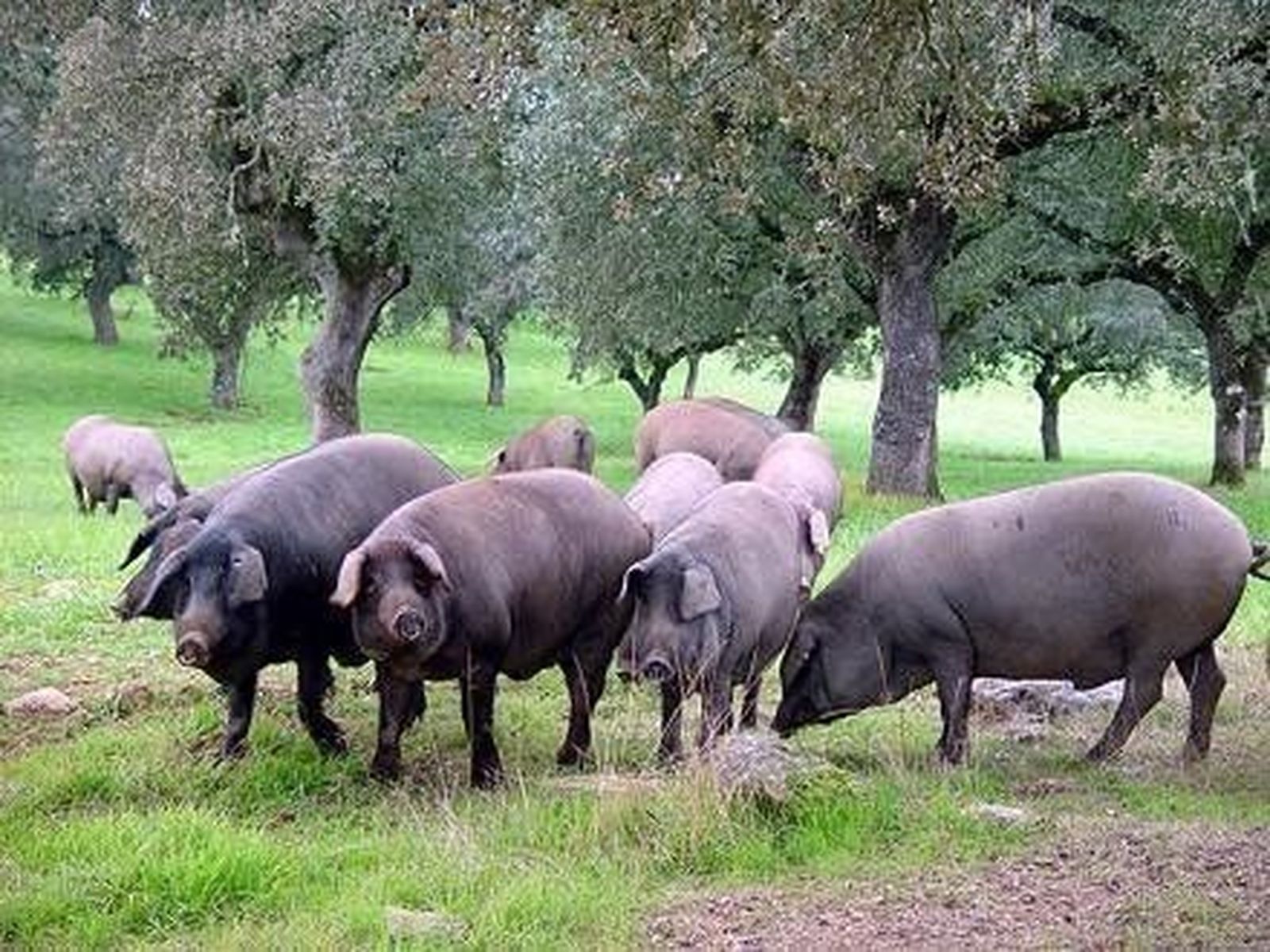 La industria del cerdo ibérico a nivel nacional, reunida en Salamanca para analizar la evolución del sector