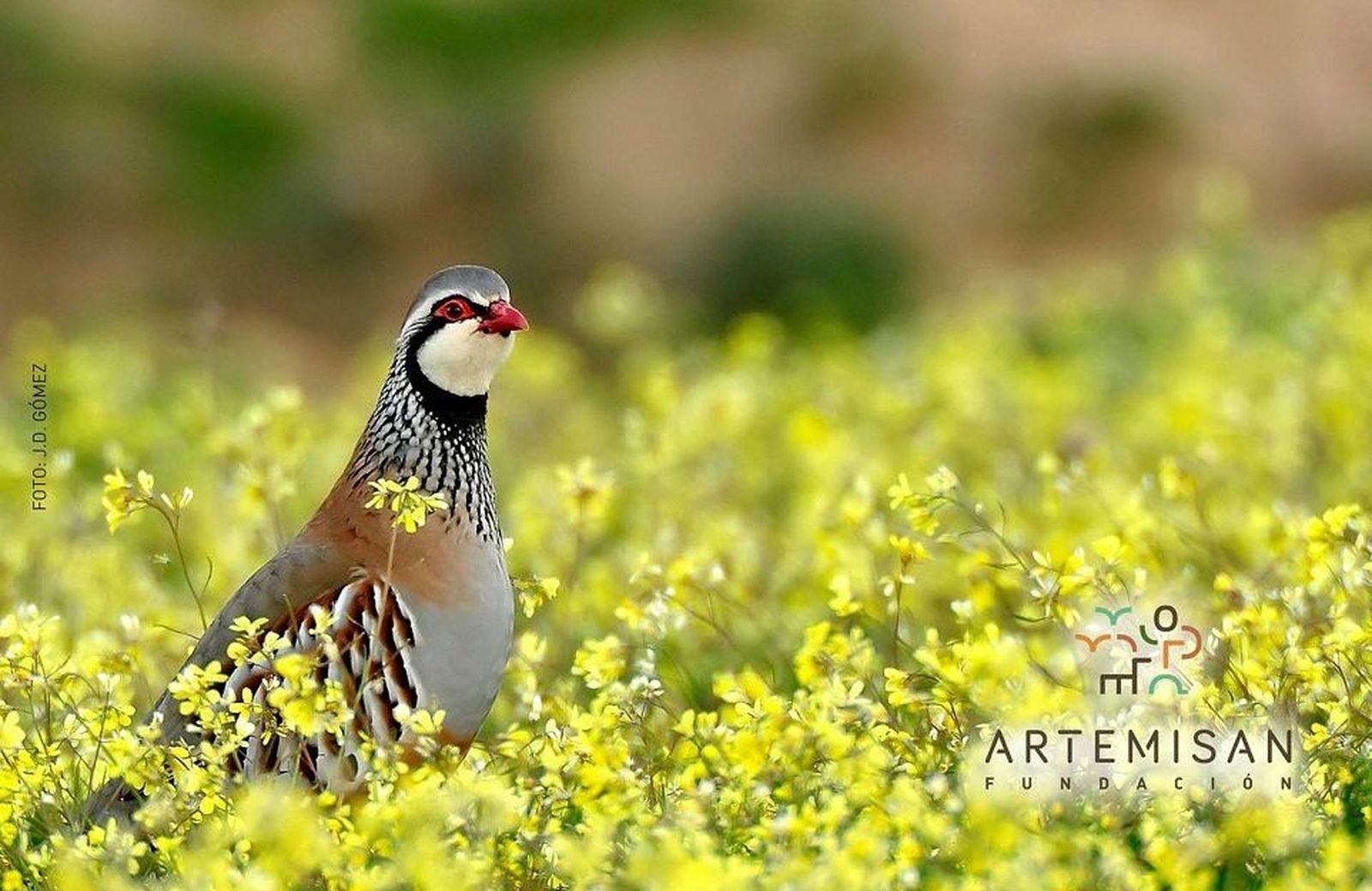 Fundación Artemisan pone en marcha un proyecto que recuperará la perdiz roja silvestre en España