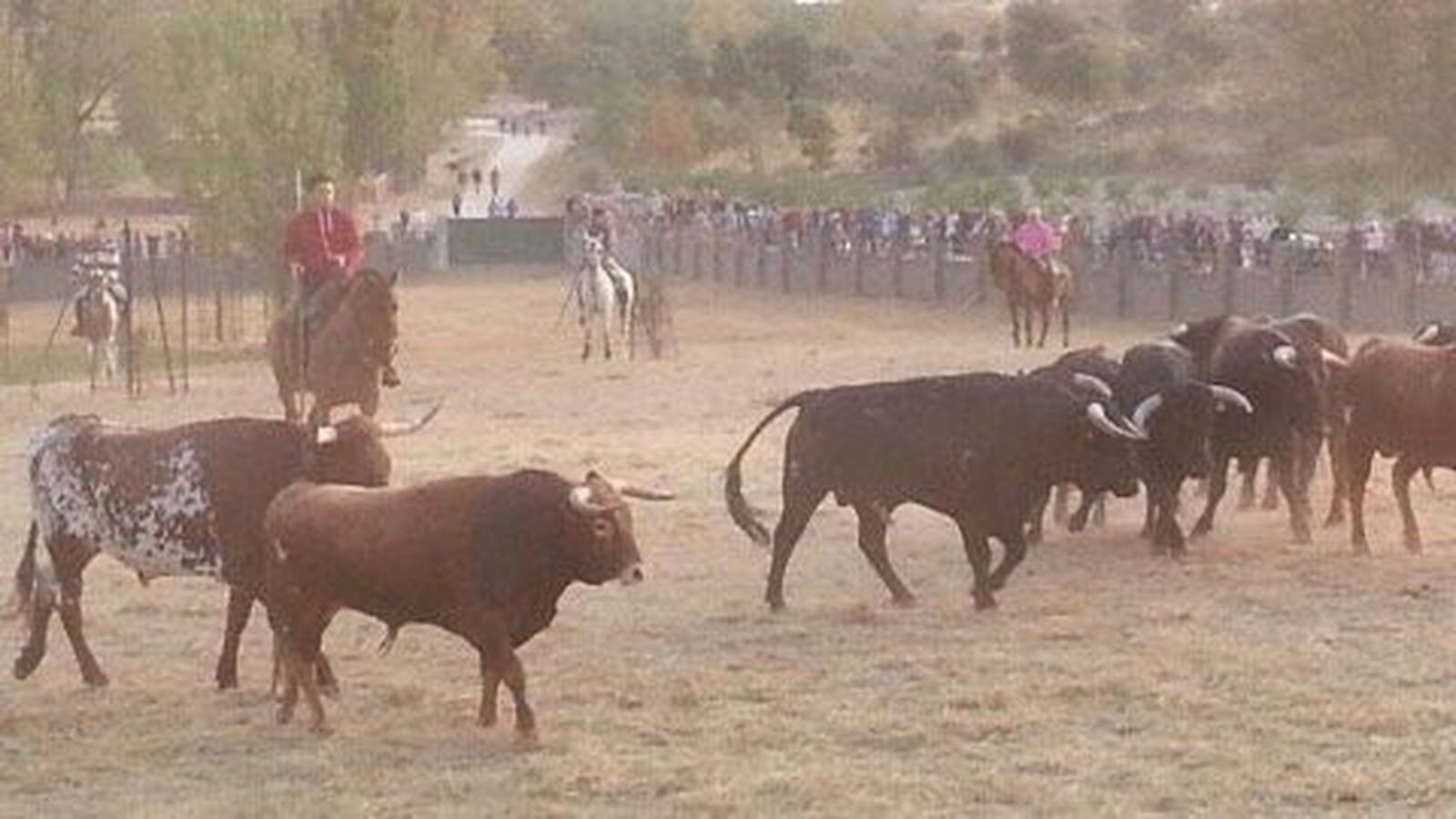 Los toros 'toman la alternativa' en la fiestas de Aldeadávila